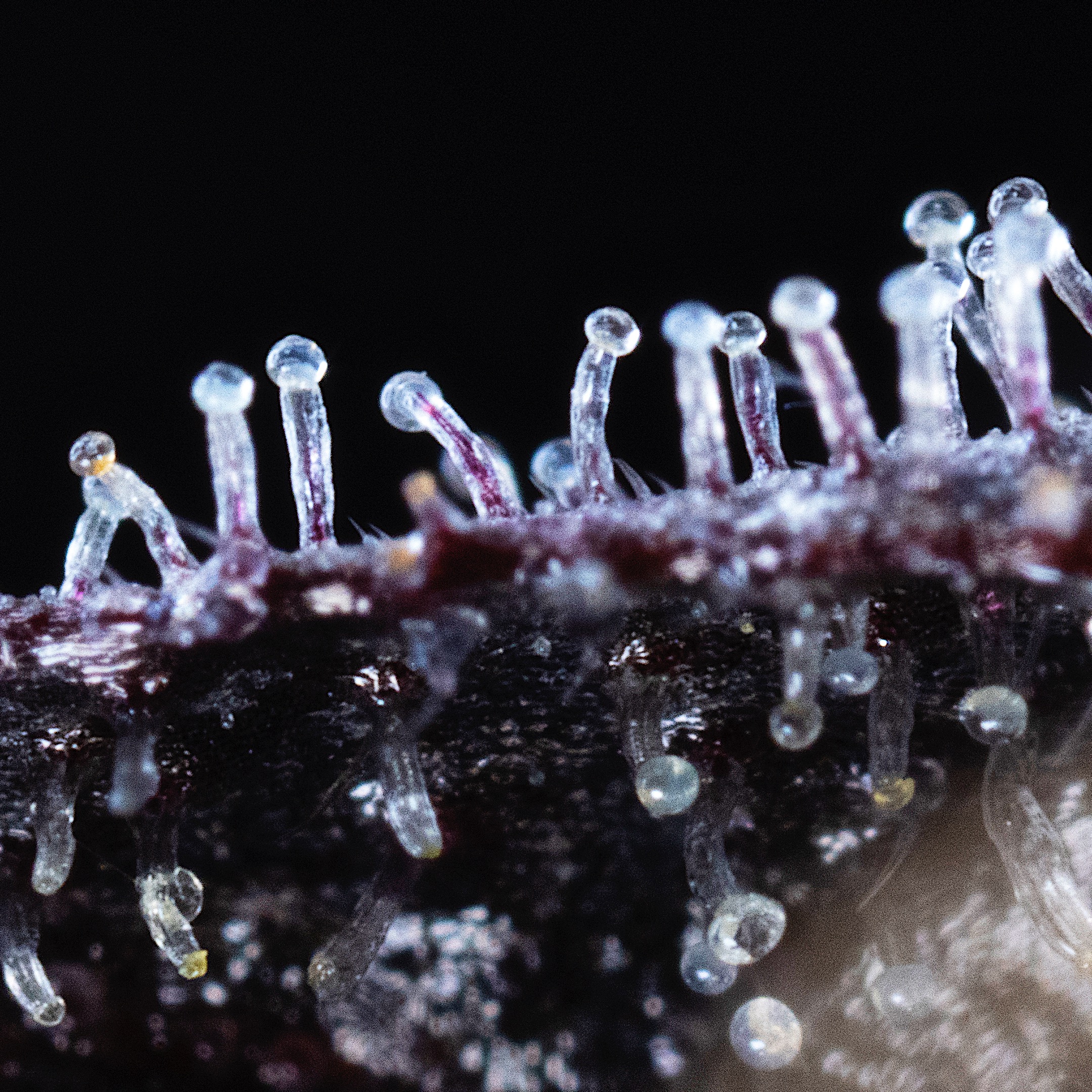 MACRO-0028