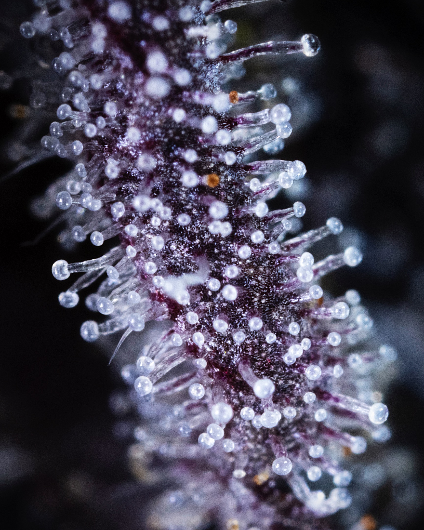 MACRO-0027