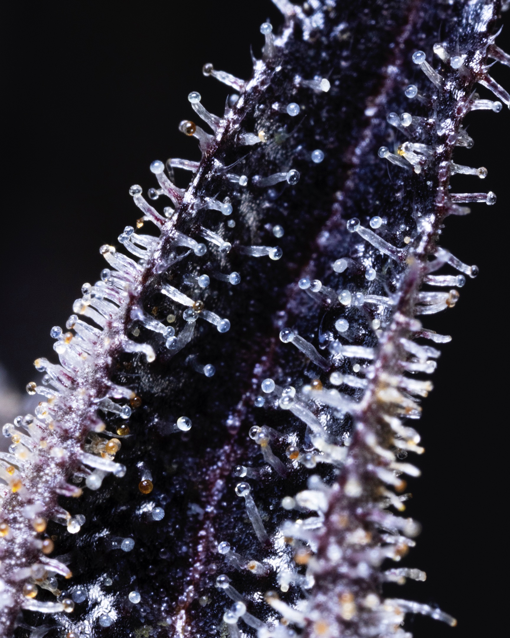 MACRO-0024