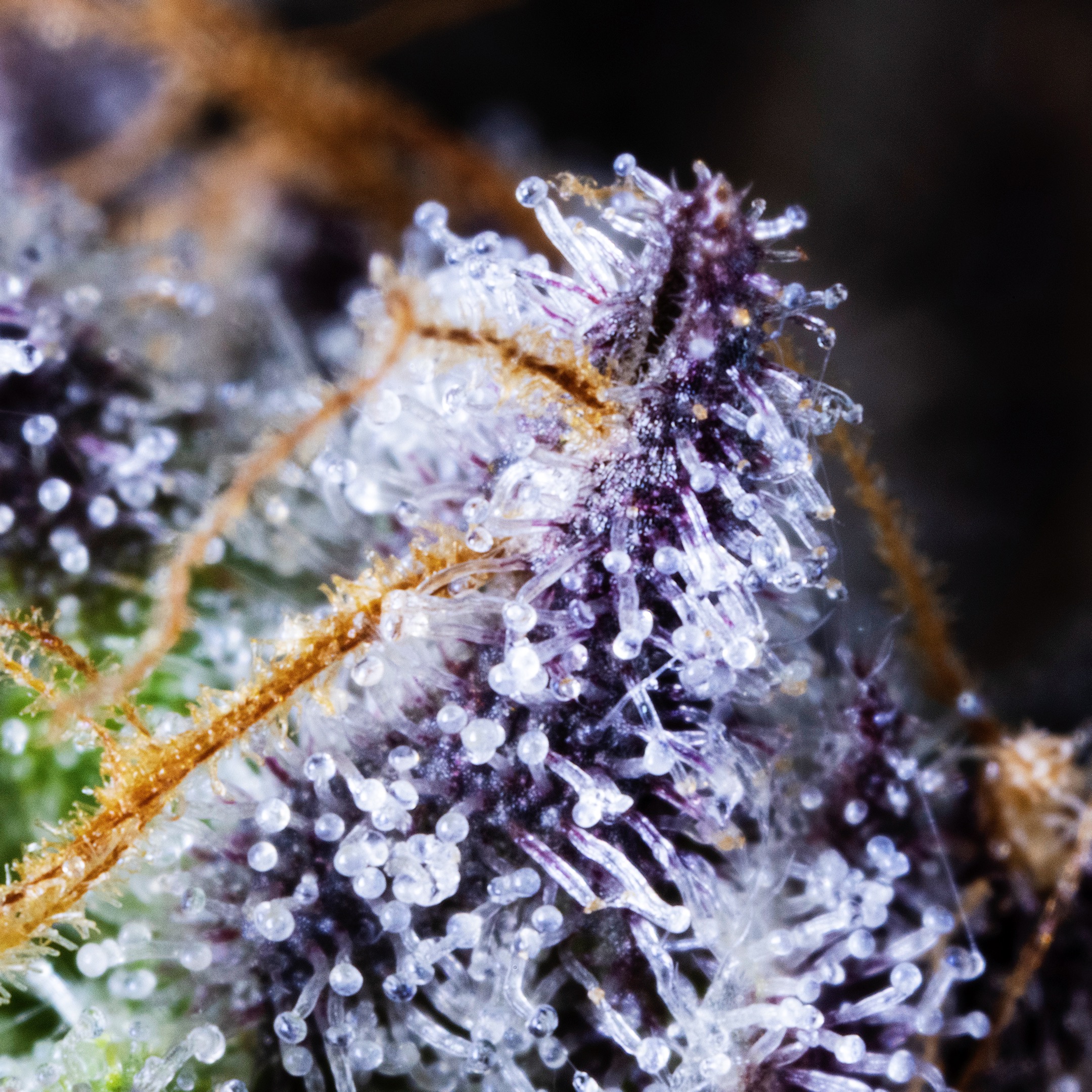 MACRO-0023