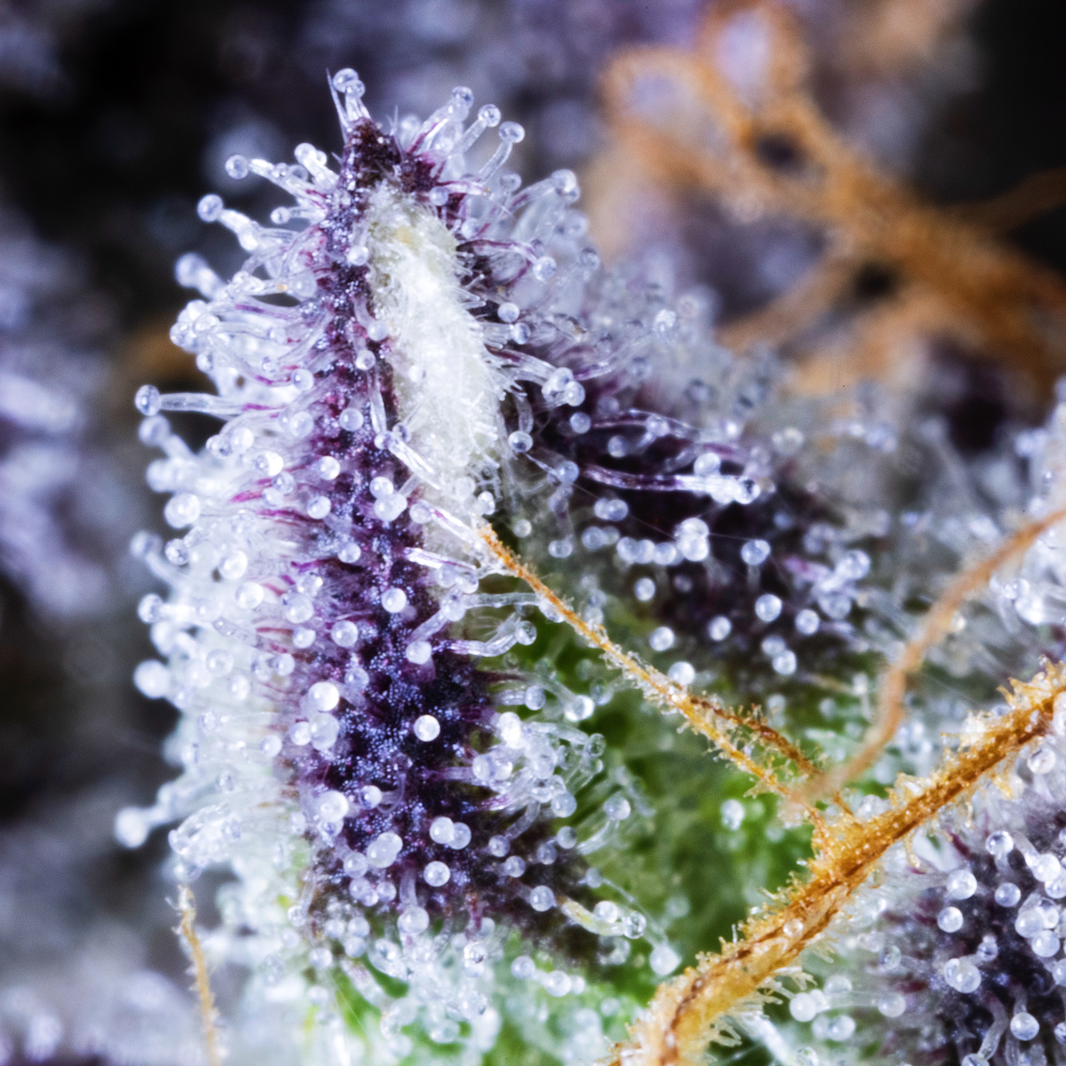 MACRO-0022