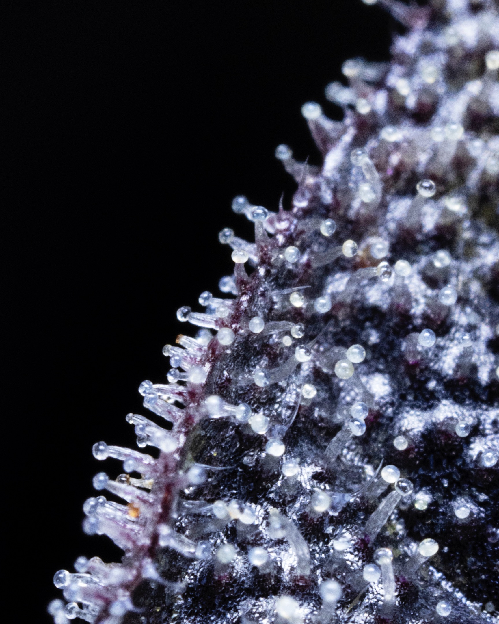 MACRO-0021