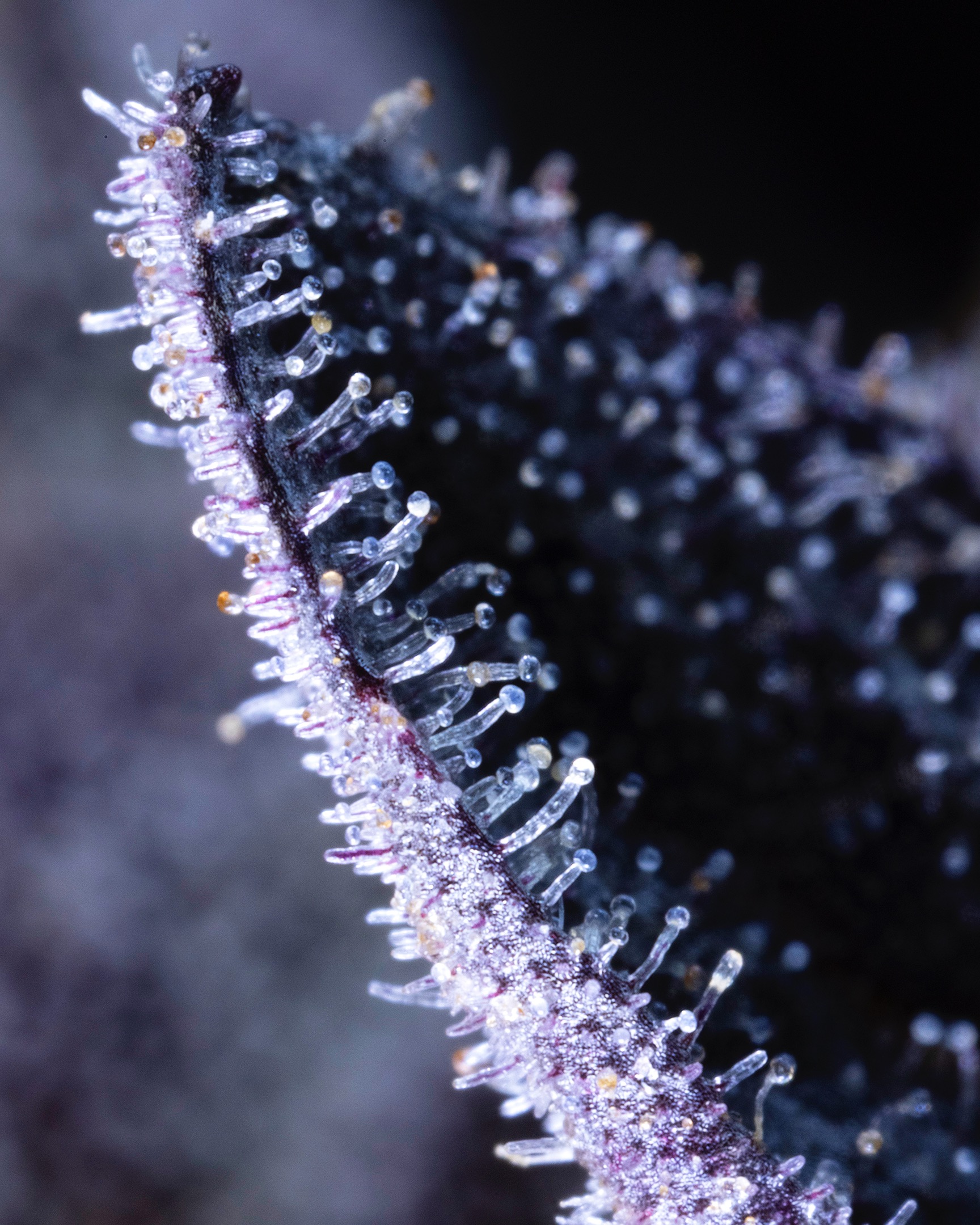 MACRO-0019