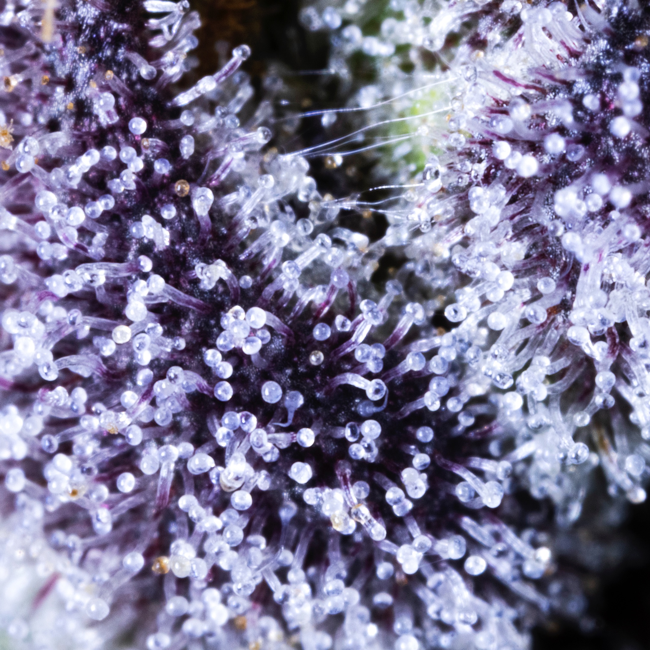 MACRO-0018