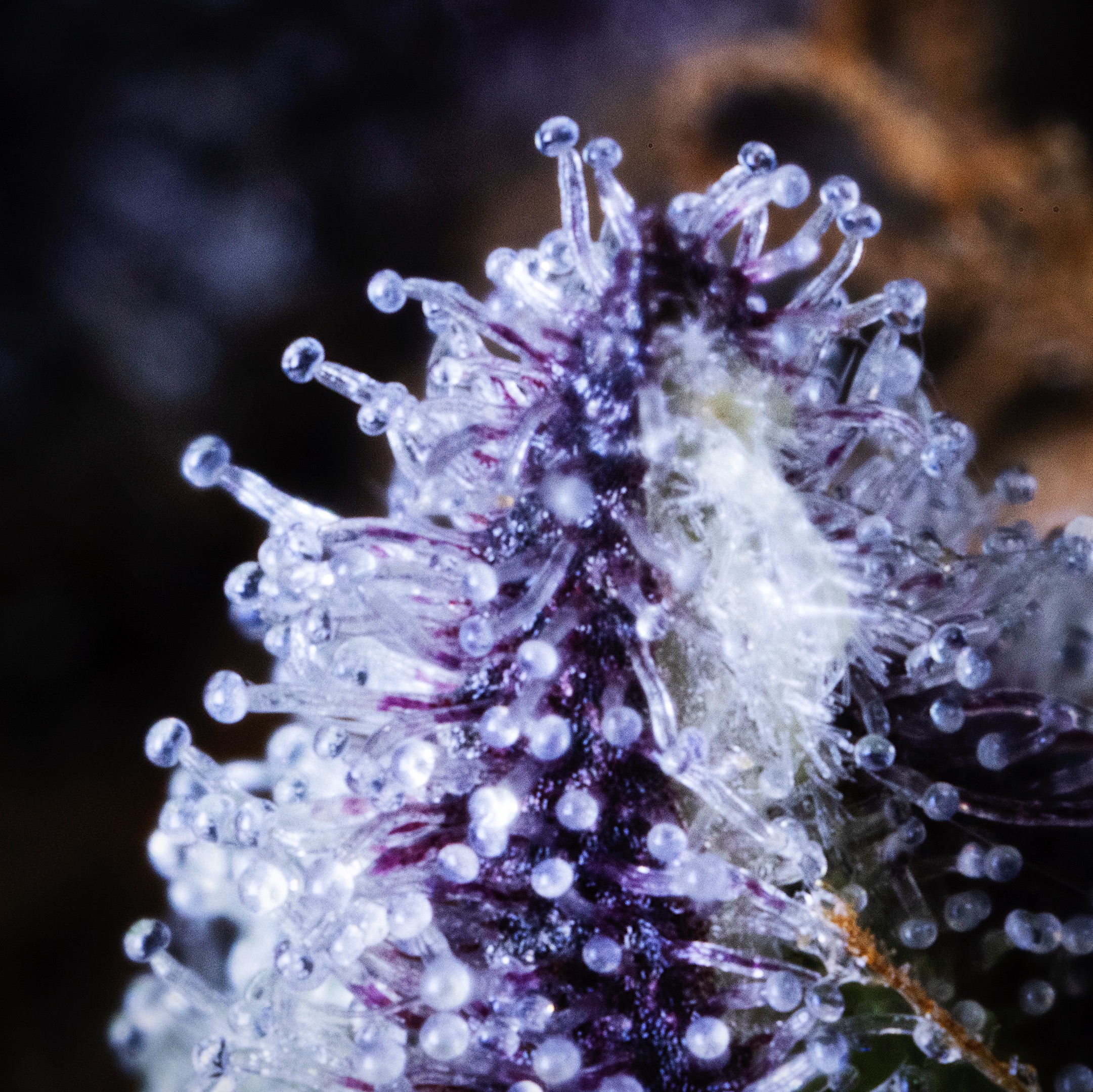 MACRO-0017