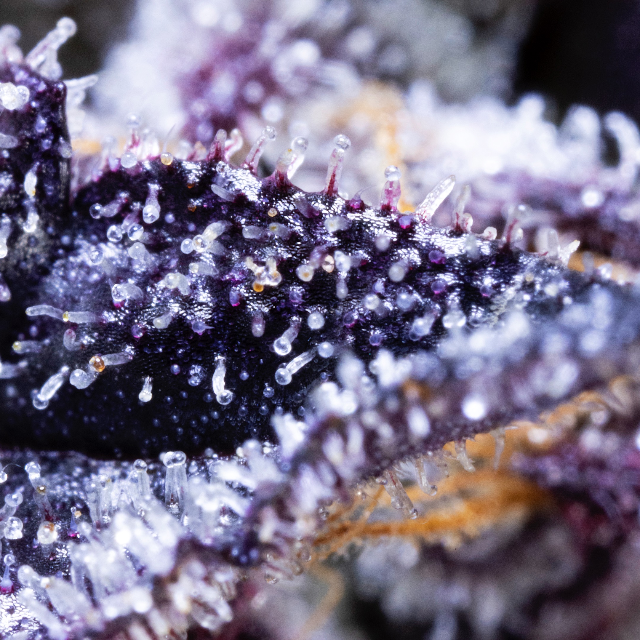 MACRO-0013