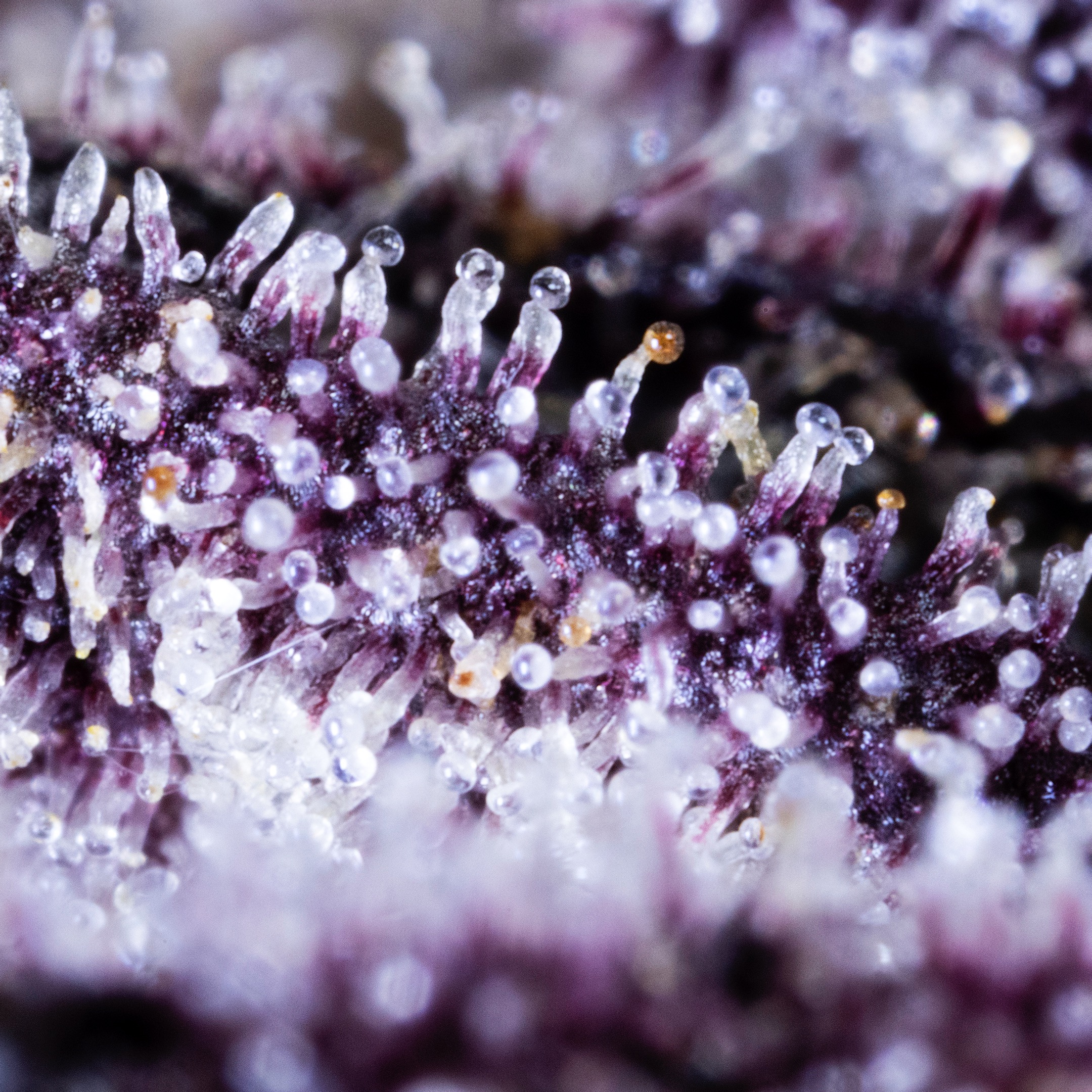 MACRO-0012