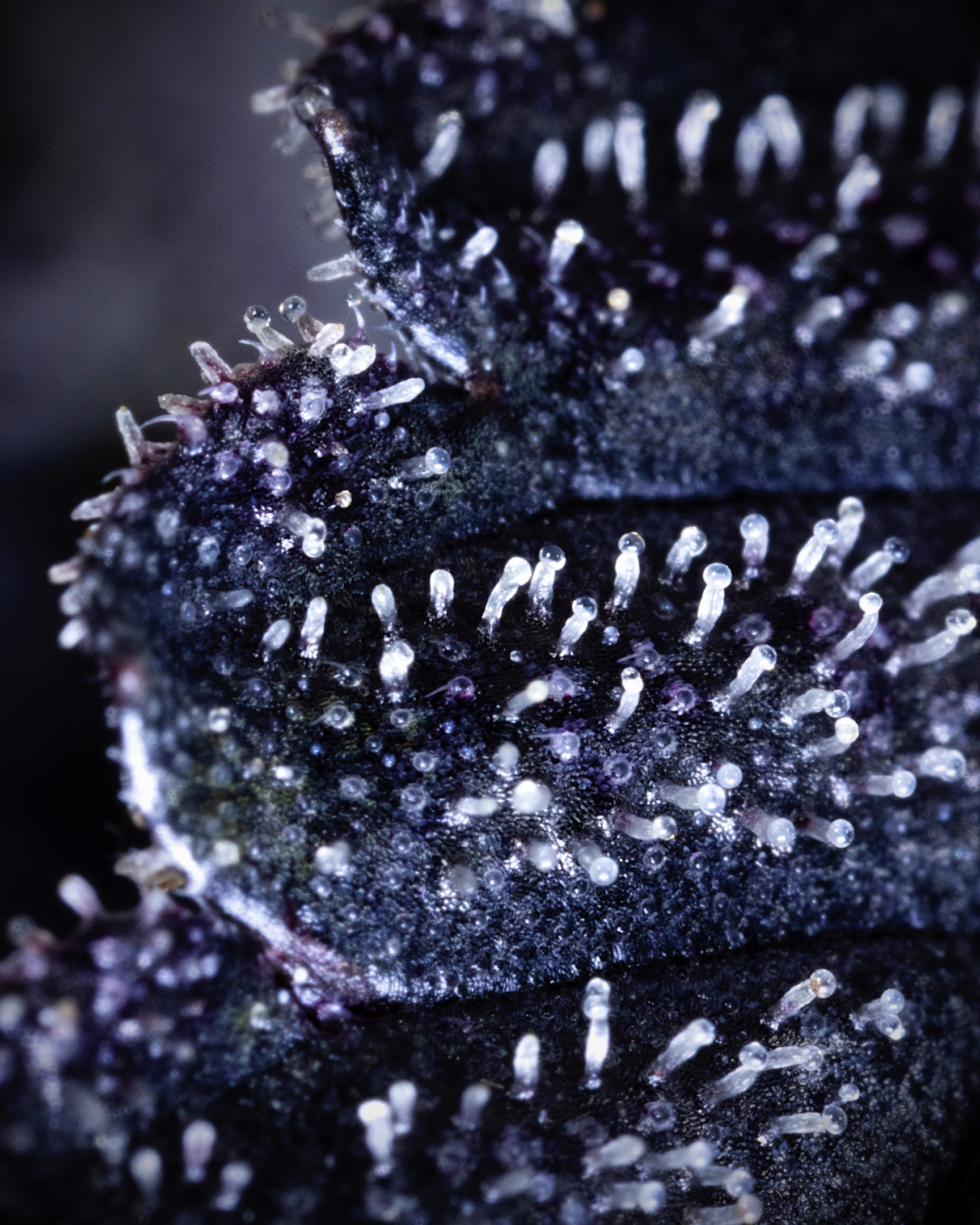 MACRO-0010