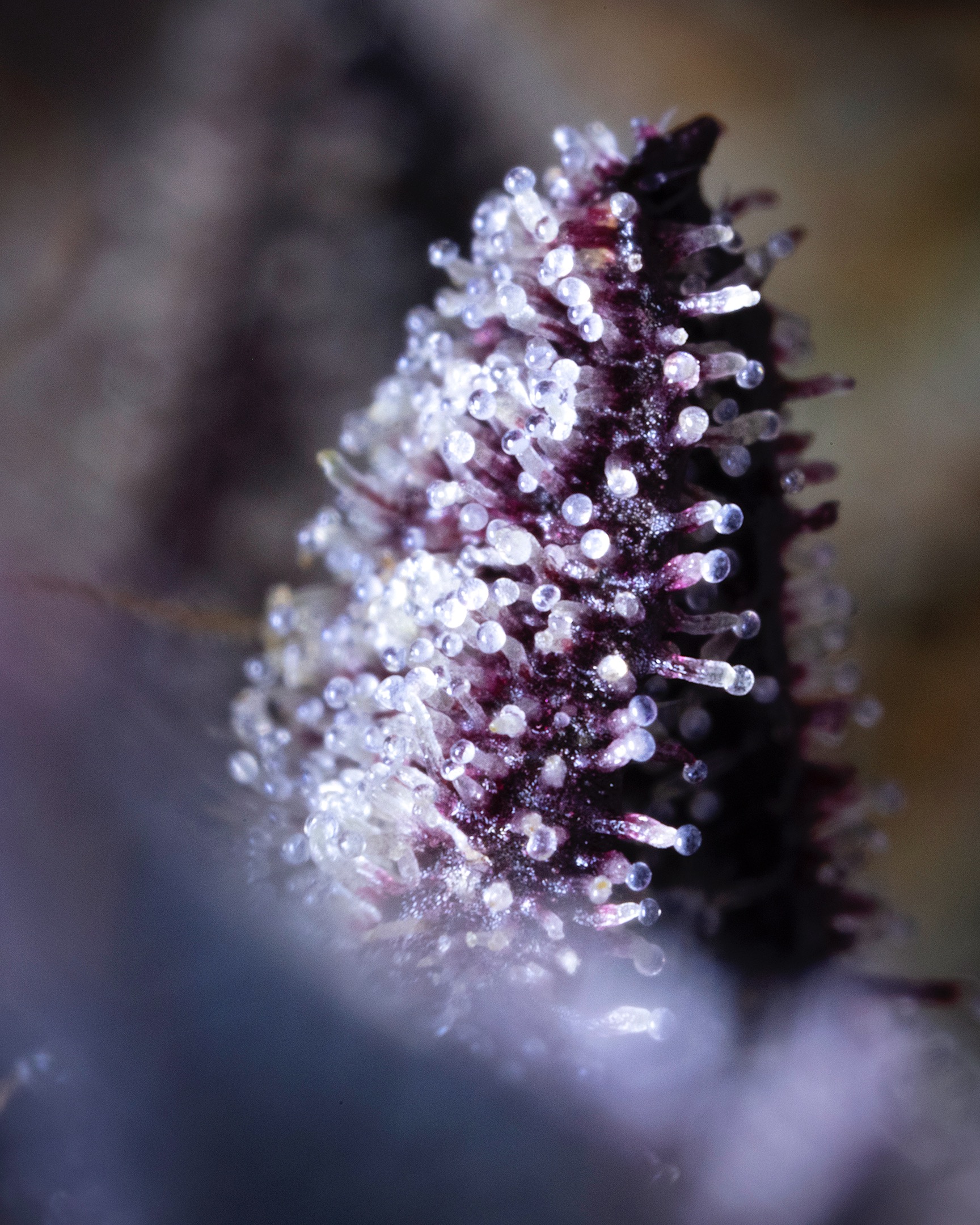 MACRO-0011