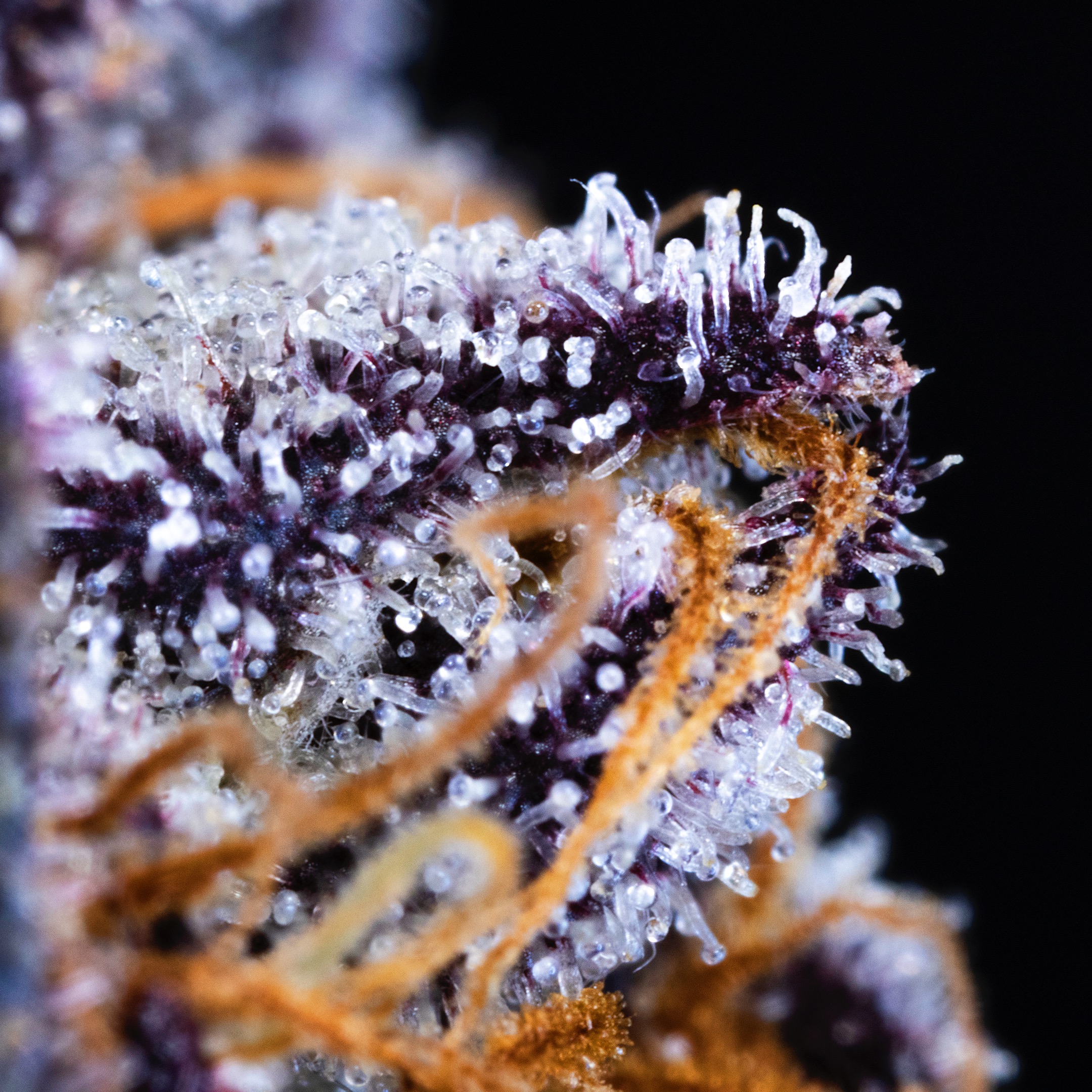 MACRO-0009 - cannabis macro asset