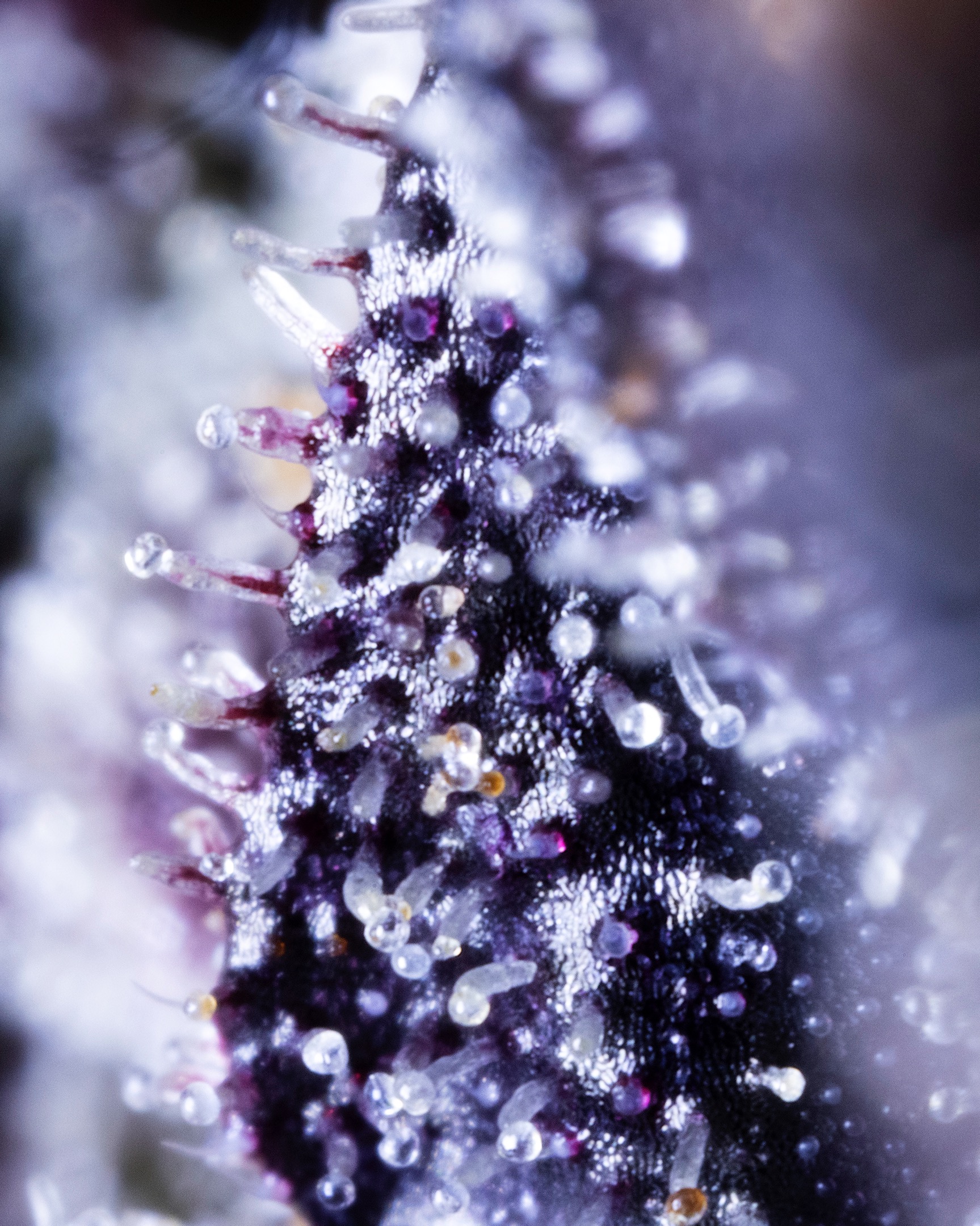 MACRO-0008 - cannabis macro asset