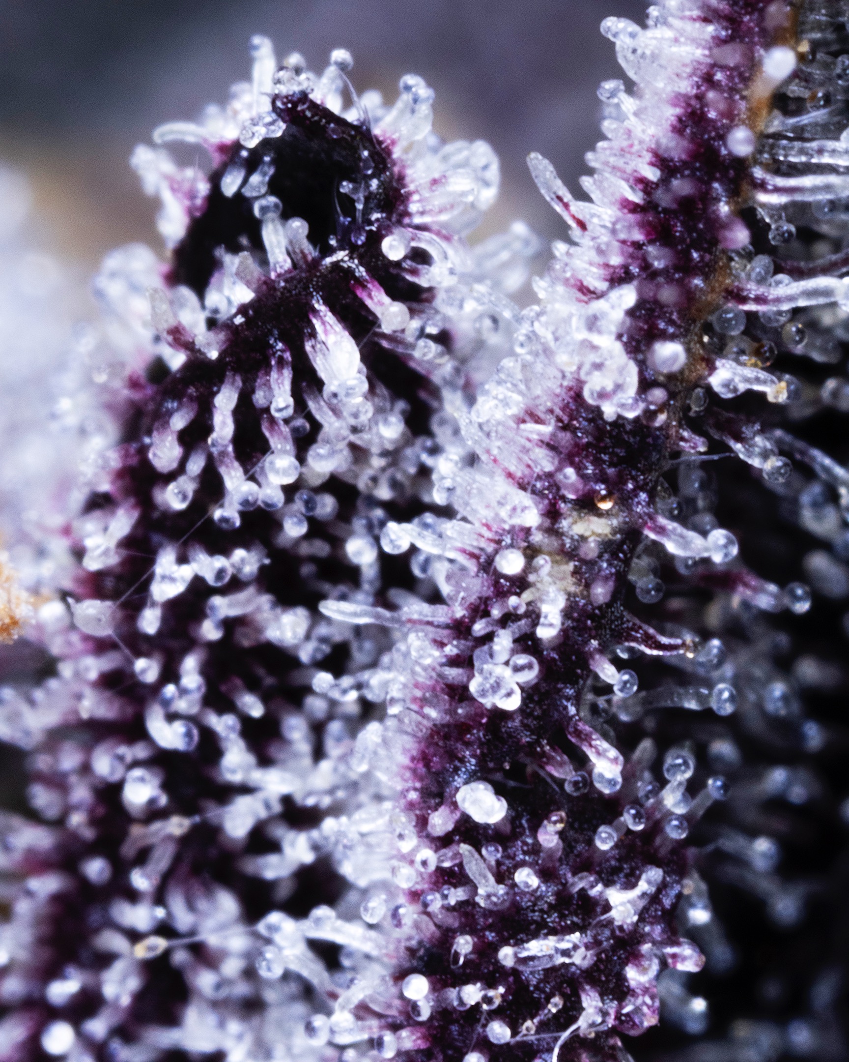 MACRO-0007 - cannabis macro asset