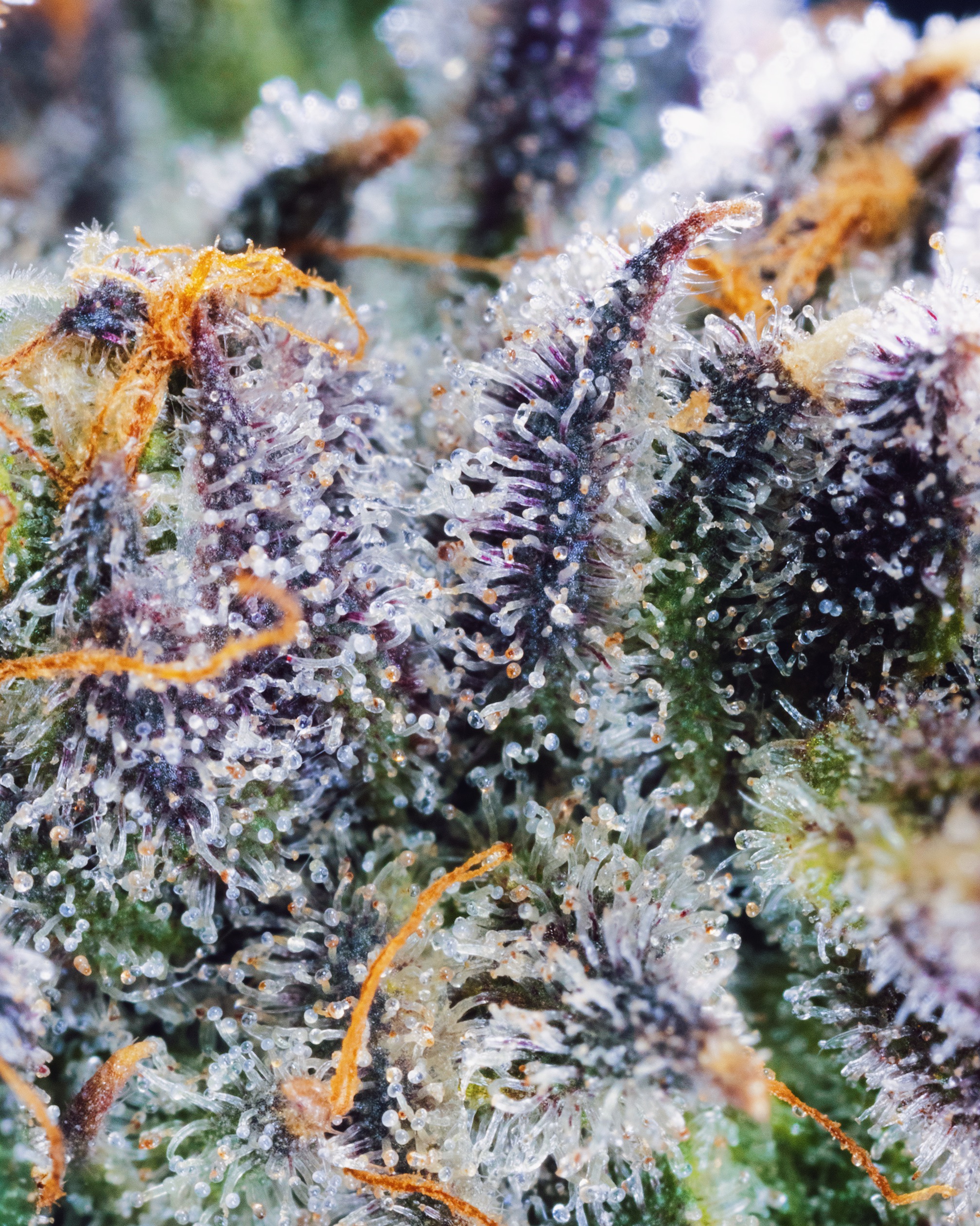 MACRO-0006 - cannabis macro asset