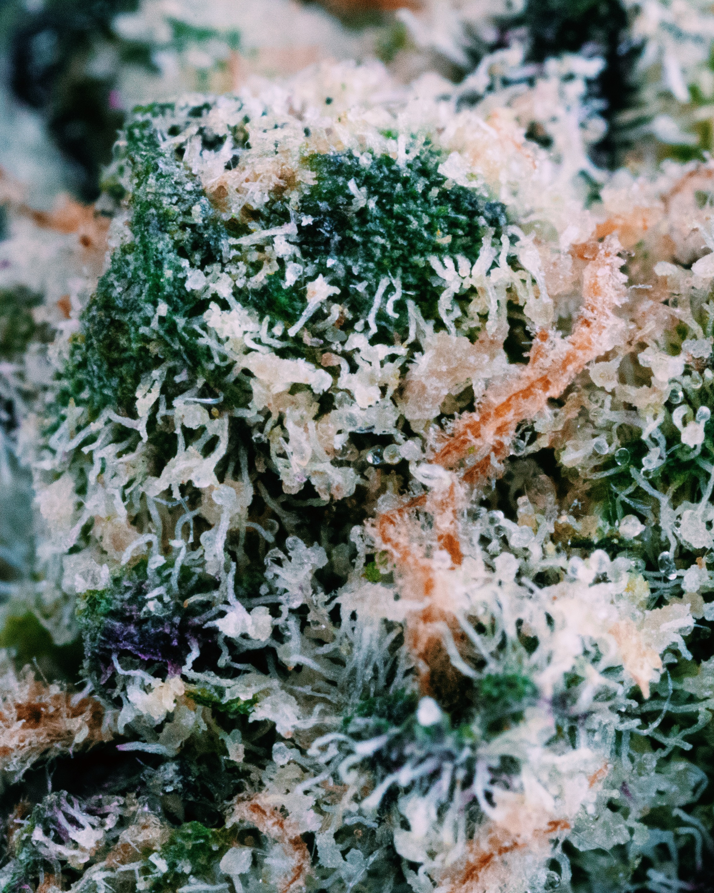 MACRO-0005 - cannabis macro asset