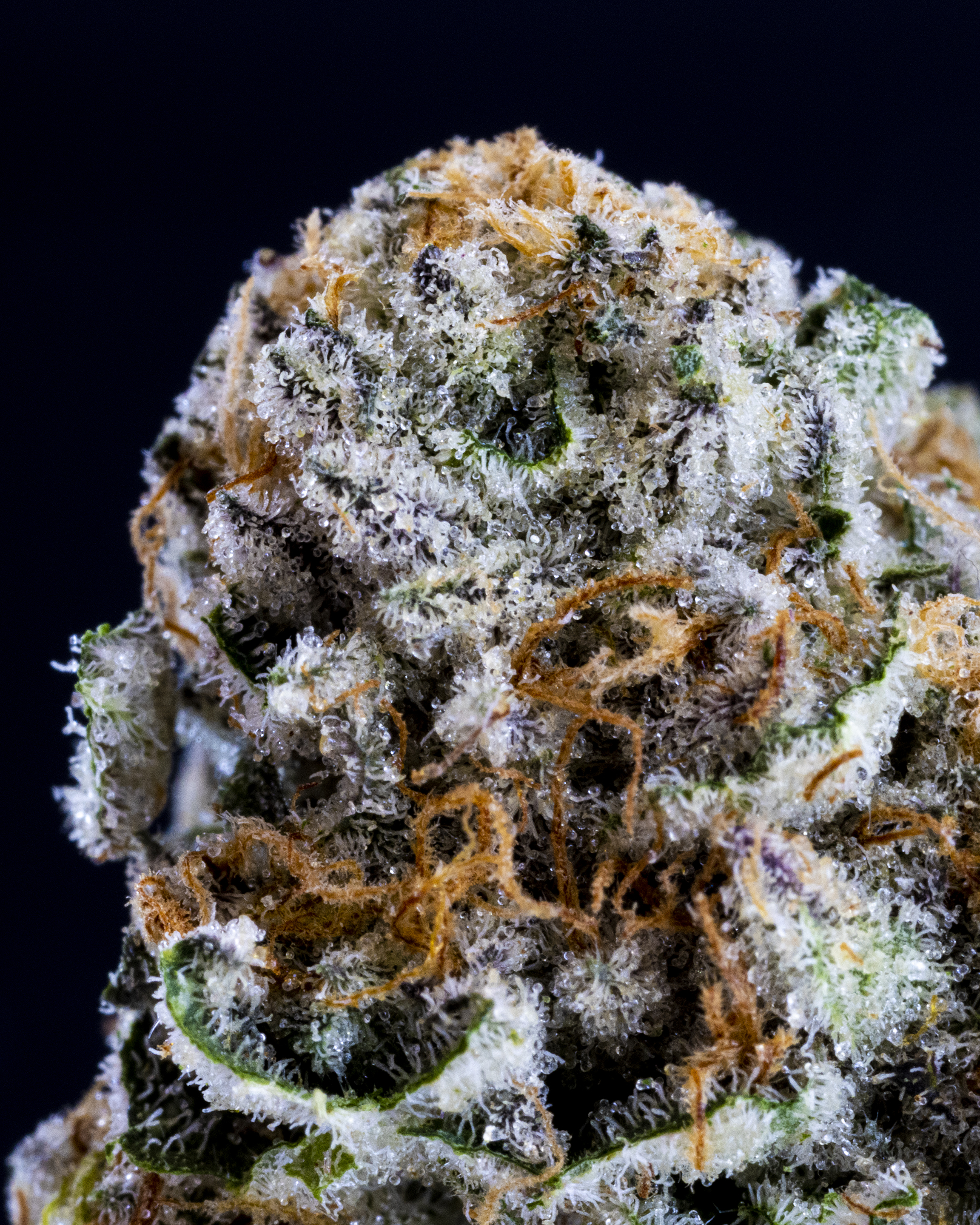 Browse Macro cannabis media assets