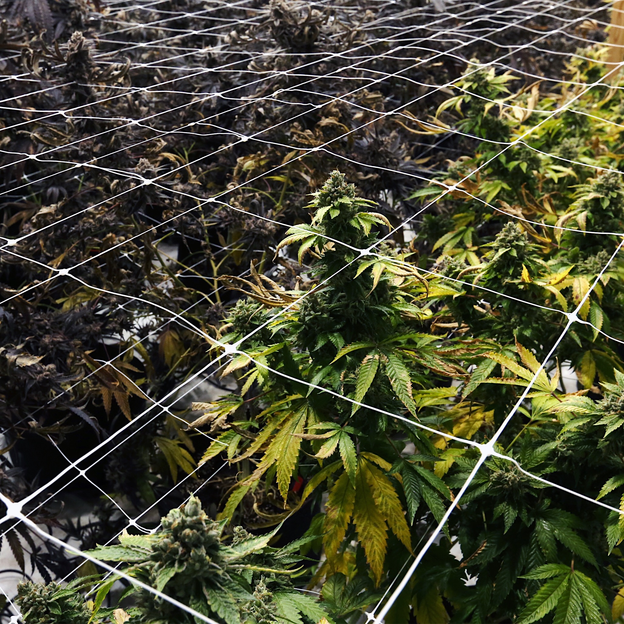 CULTIVATION-0464