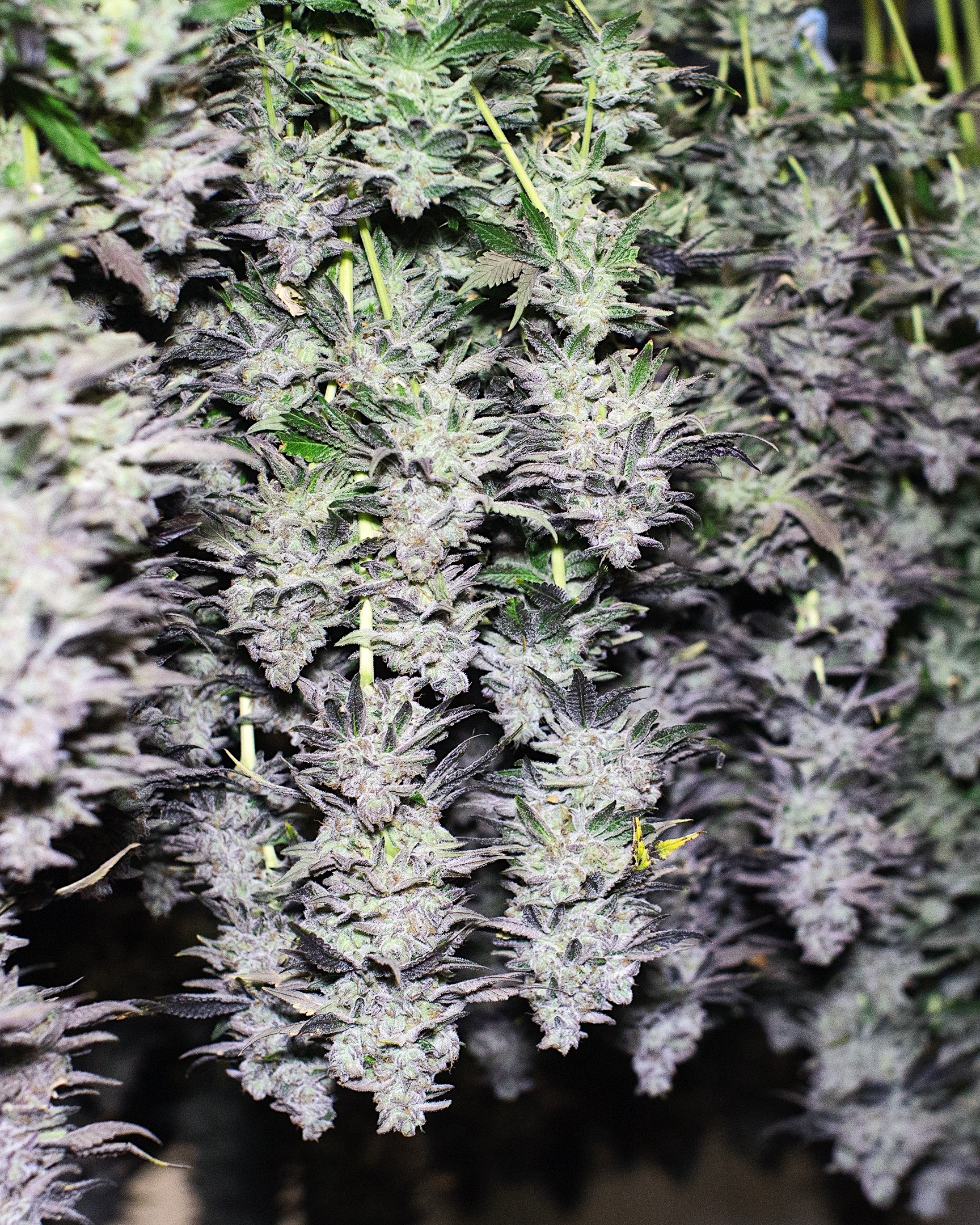 CULTIVATION-0439