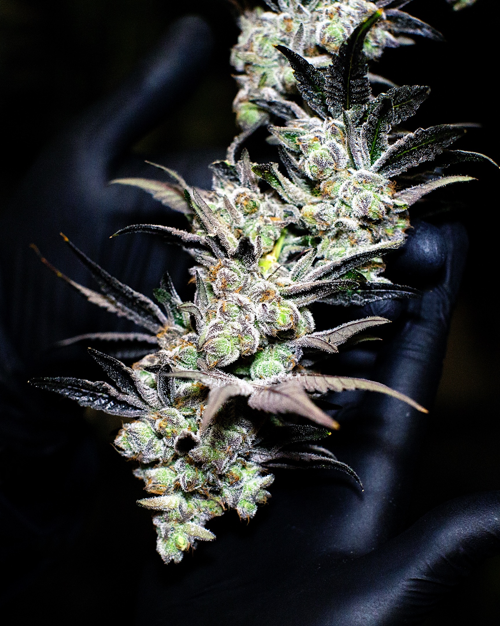 CULTIVATION-0438