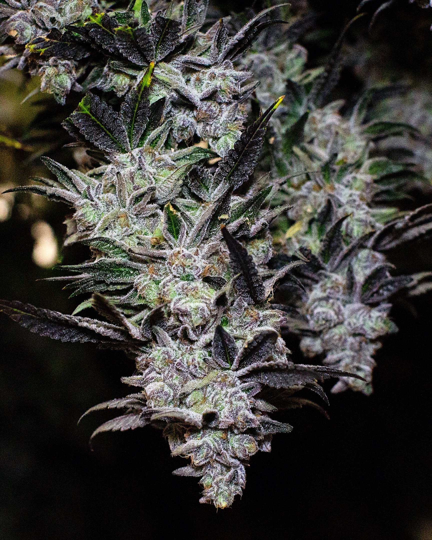 CULTIVATION-0440