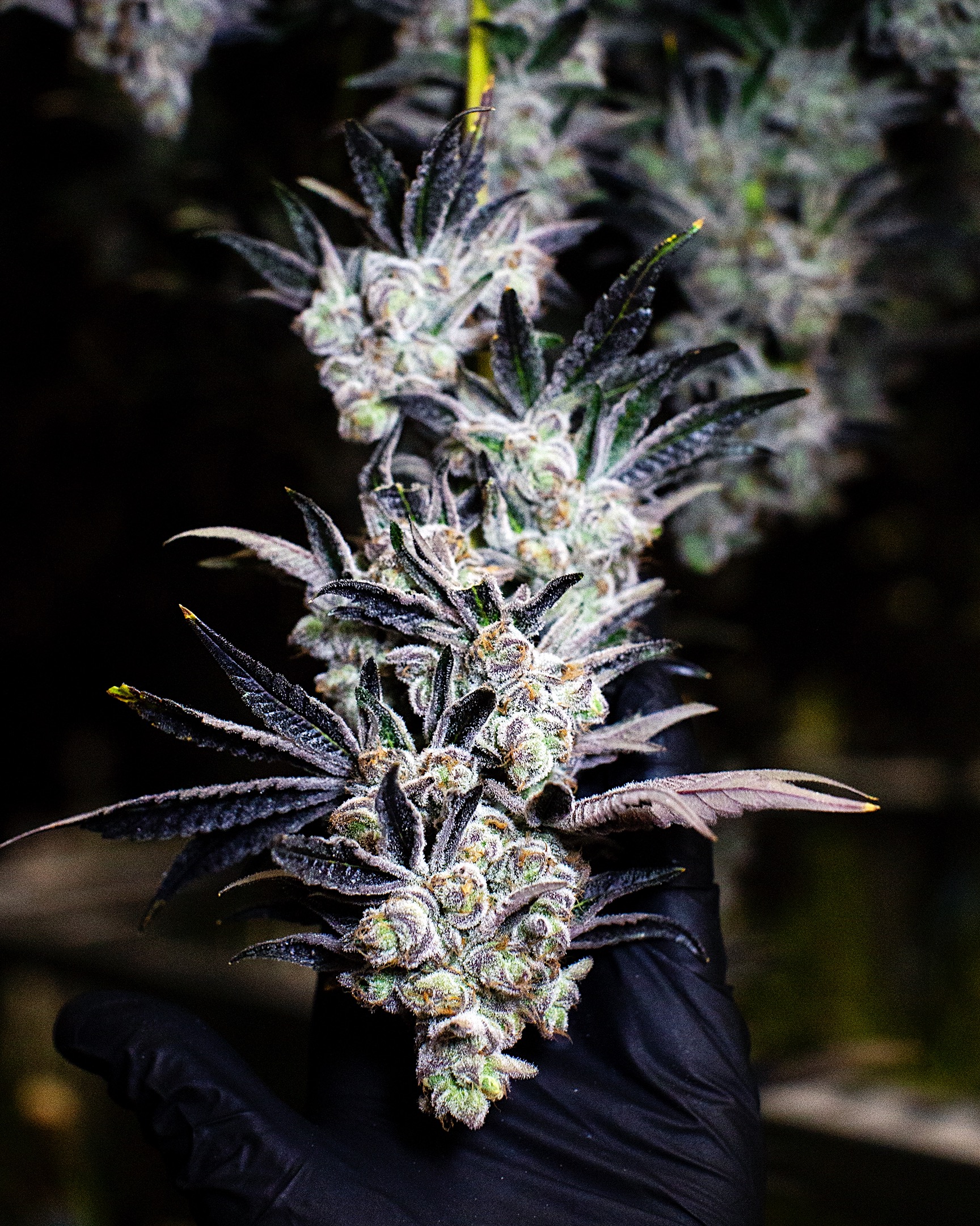 CULTIVATION-0441
