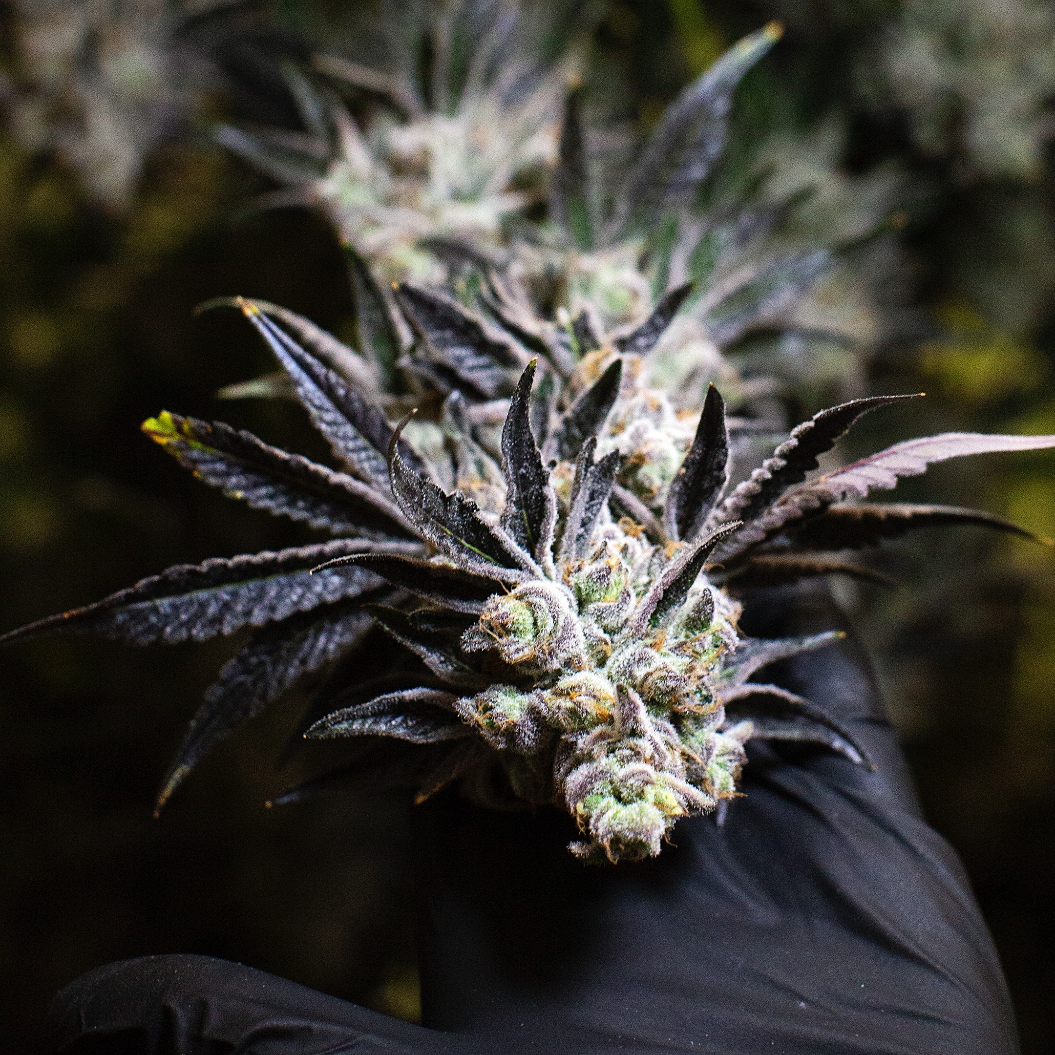 CULTIVATION-0442