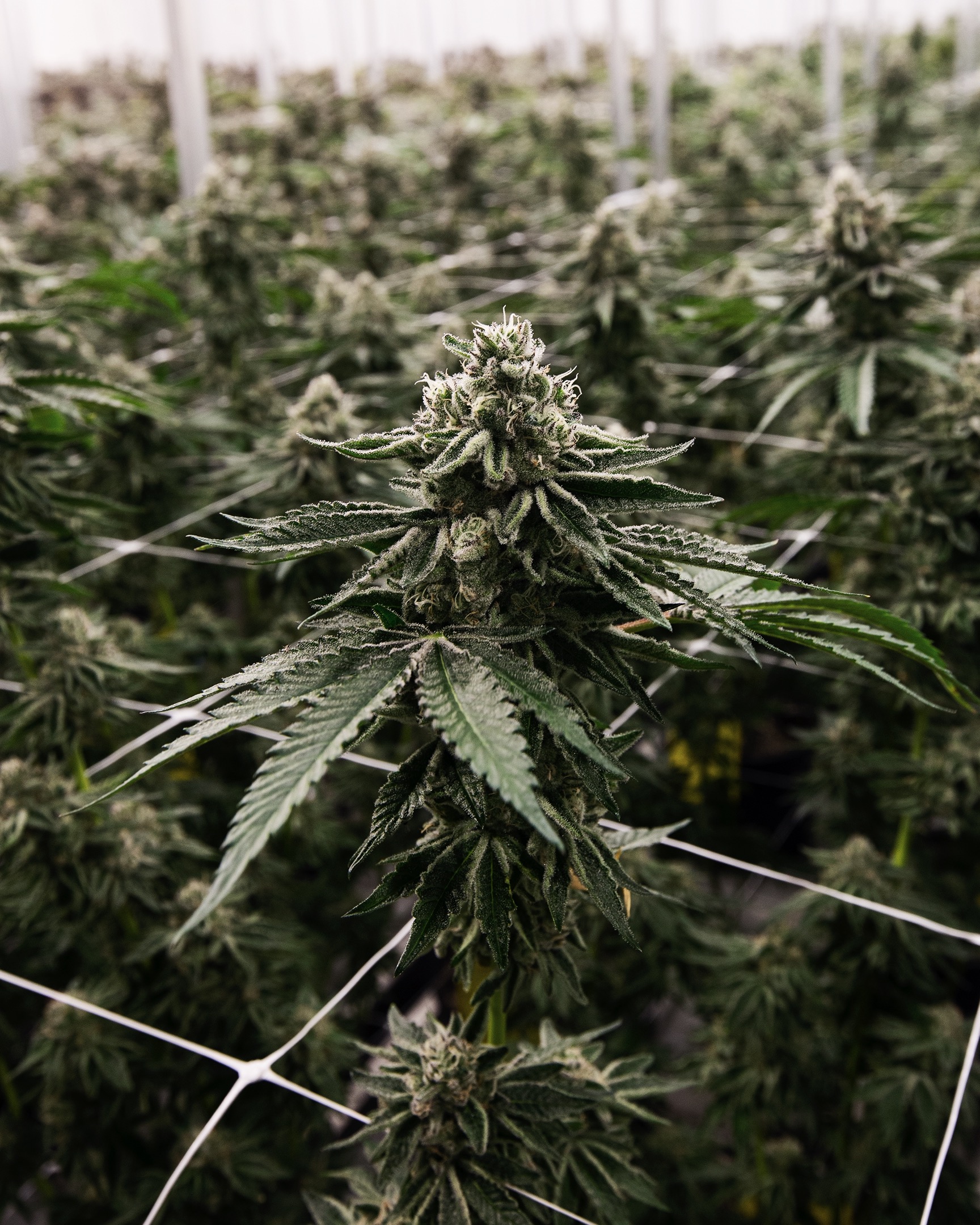 CULTIVATION-0445