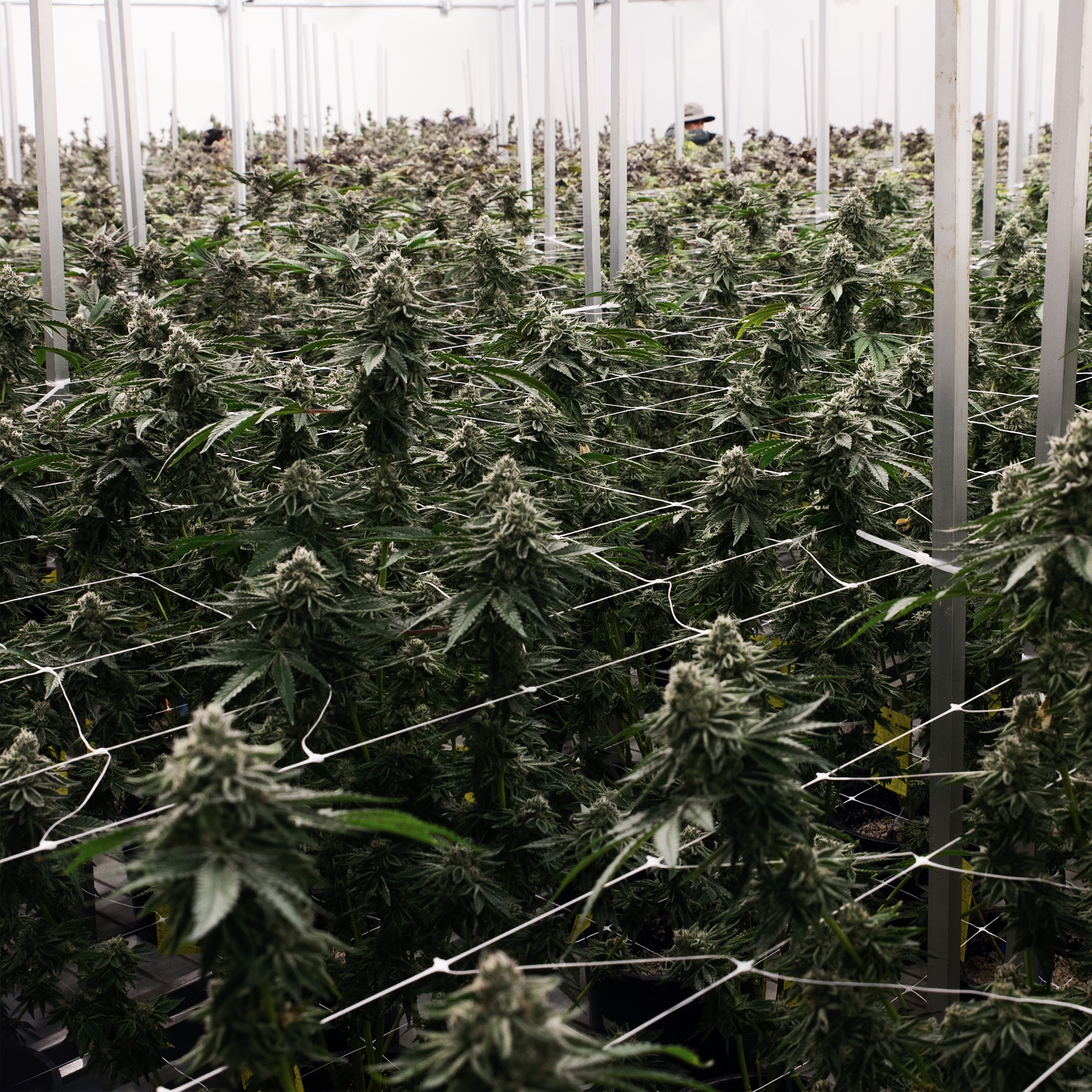 CULTIVATION-0447