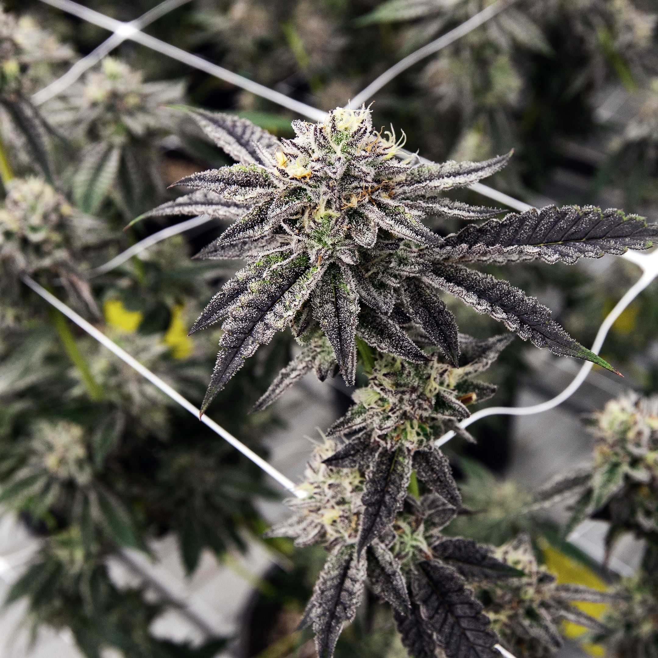 CULTIVATION-0448