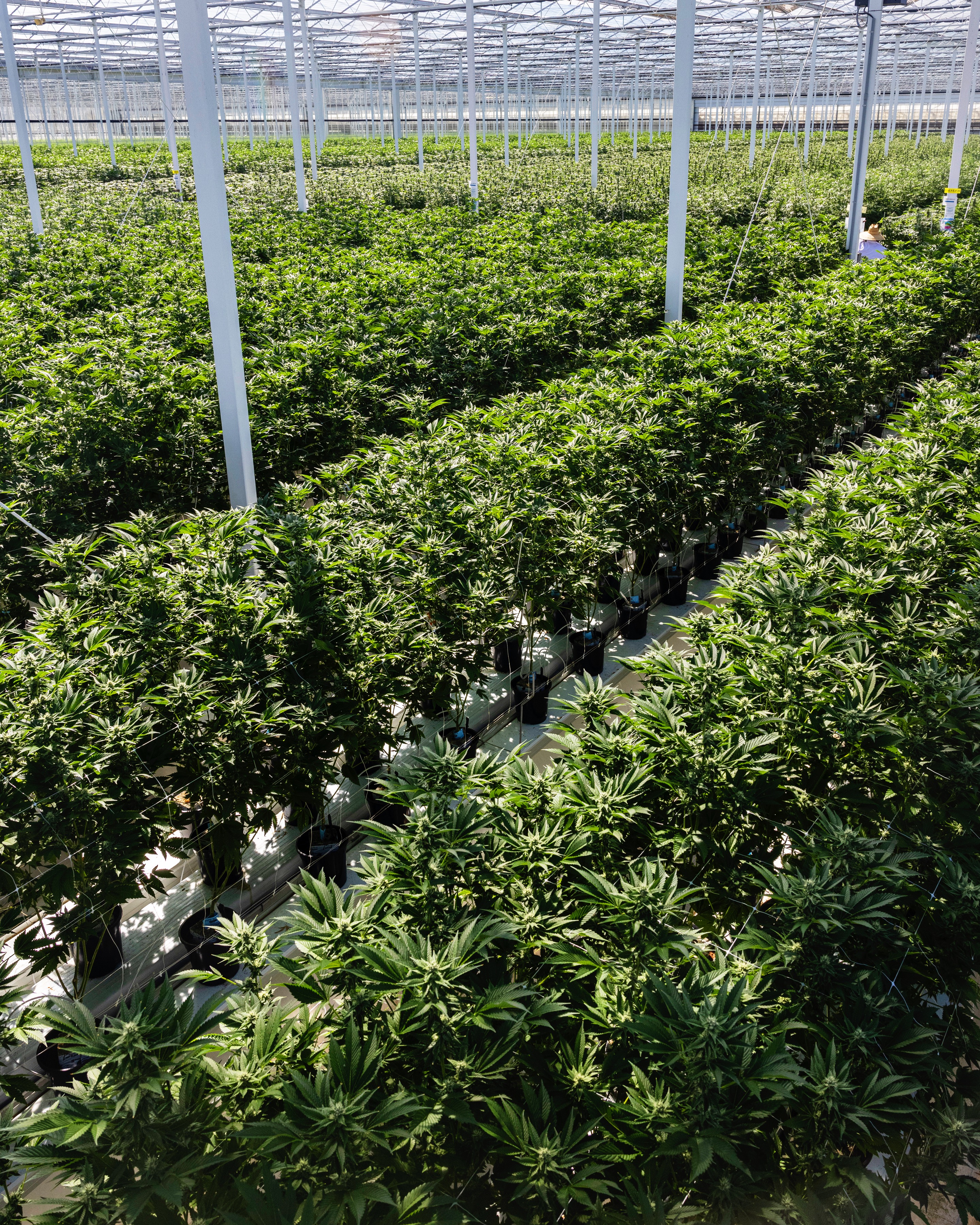 CULTIVATION-0436