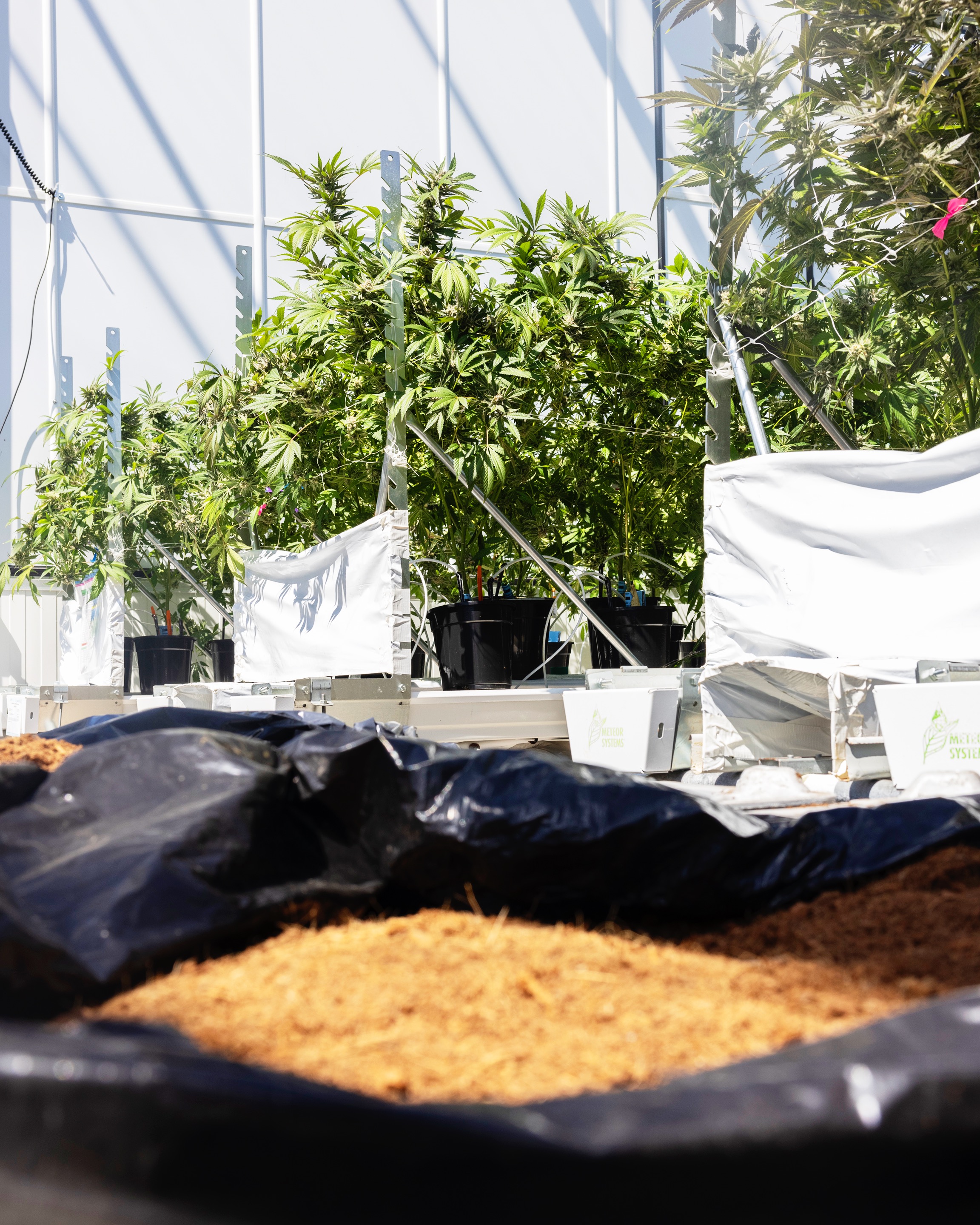 CULTIVATION-0434