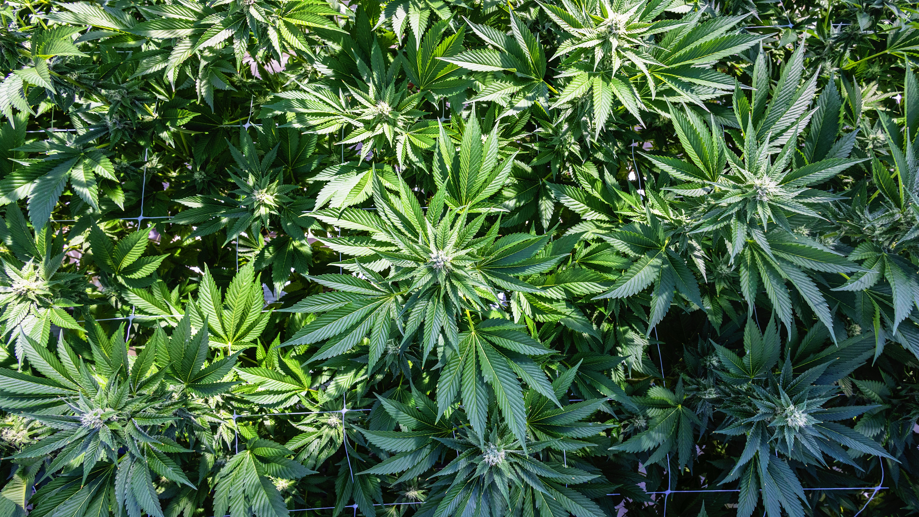 CULTIVATION-0435