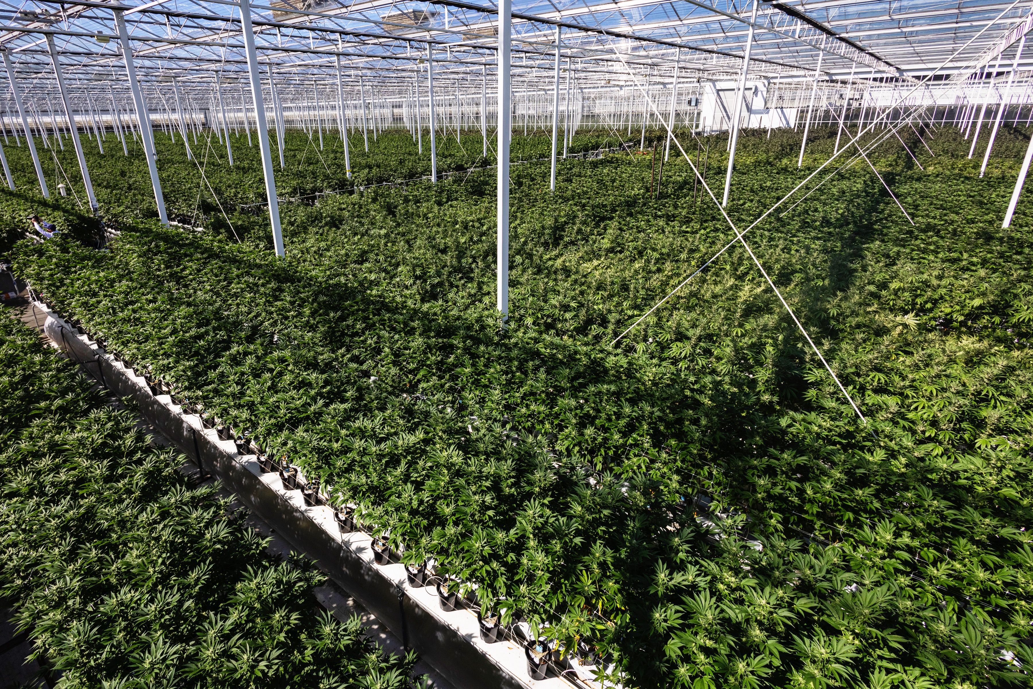 CULTIVATION-0433