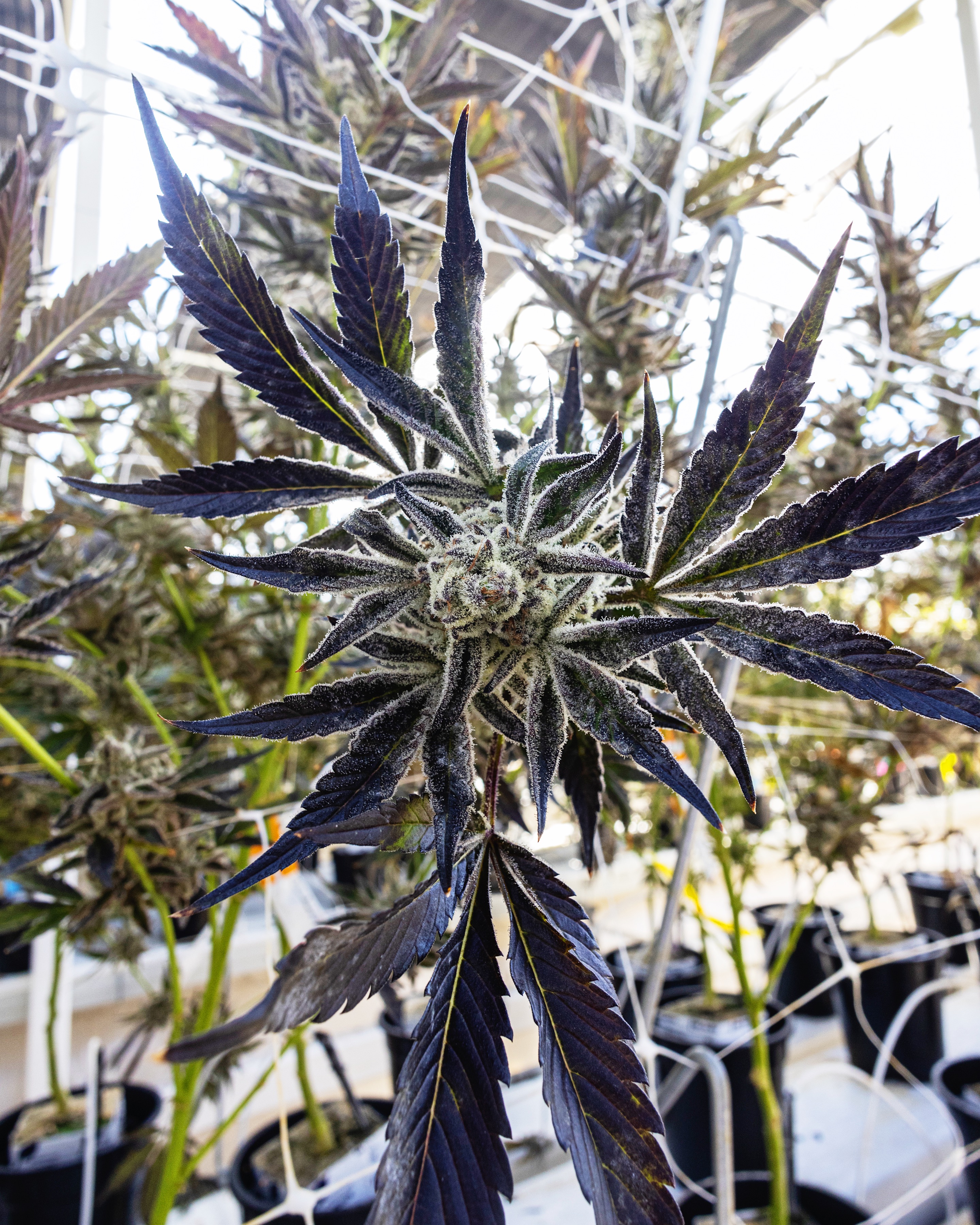 CULTIVATION-0432