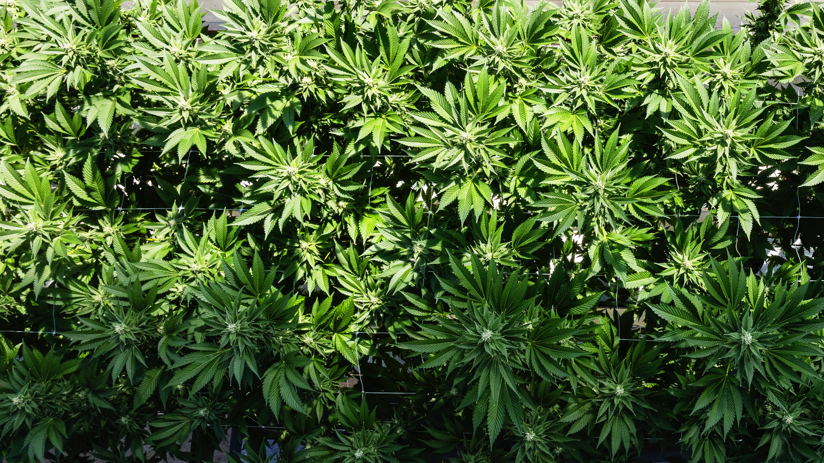 CULTIVATION-0431 - cannabis cultivation asset