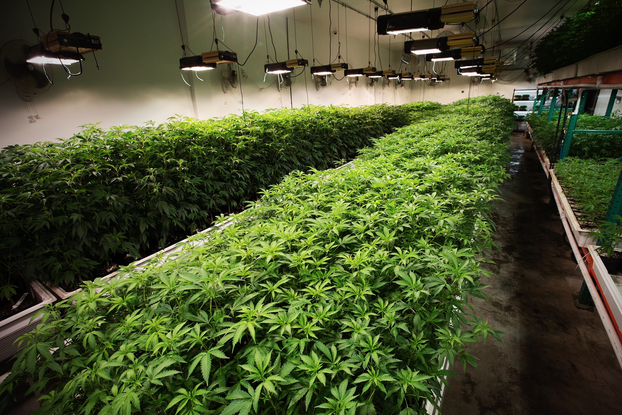 CULTIVATION-0429 - cannabis cultivation asset