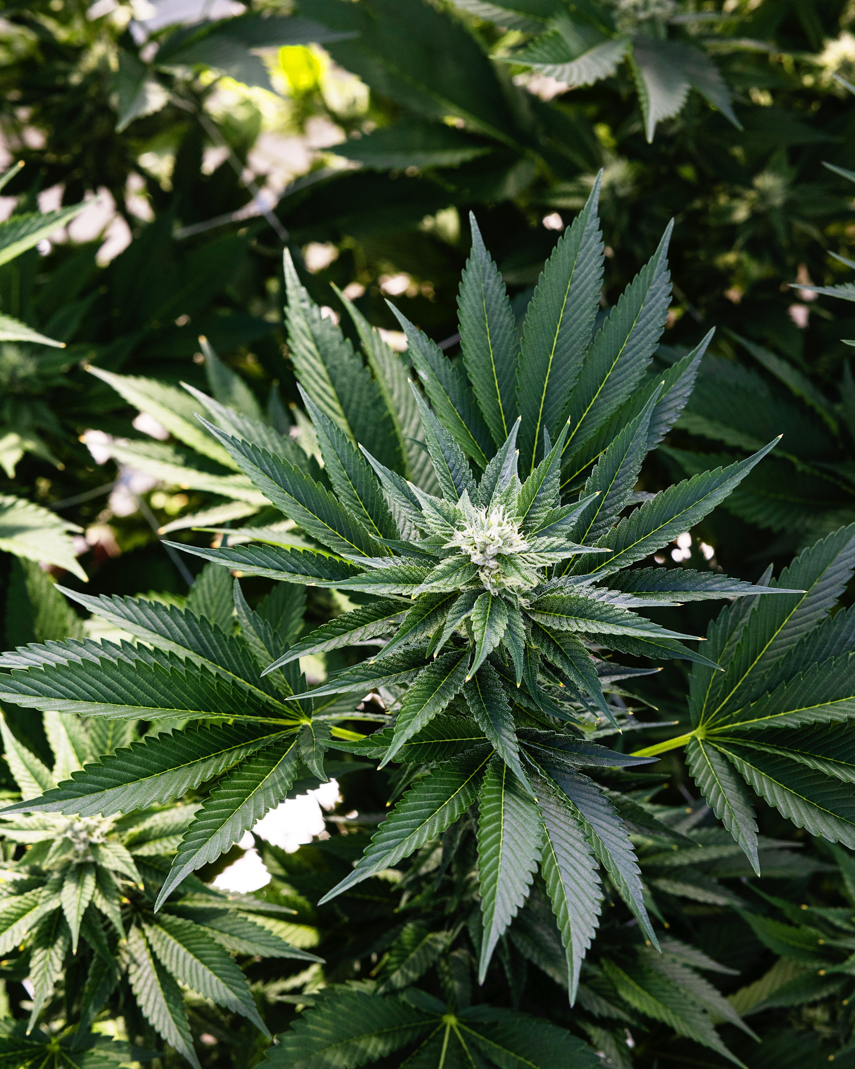 CULTIVATION-0430 - cannabis cultivation asset