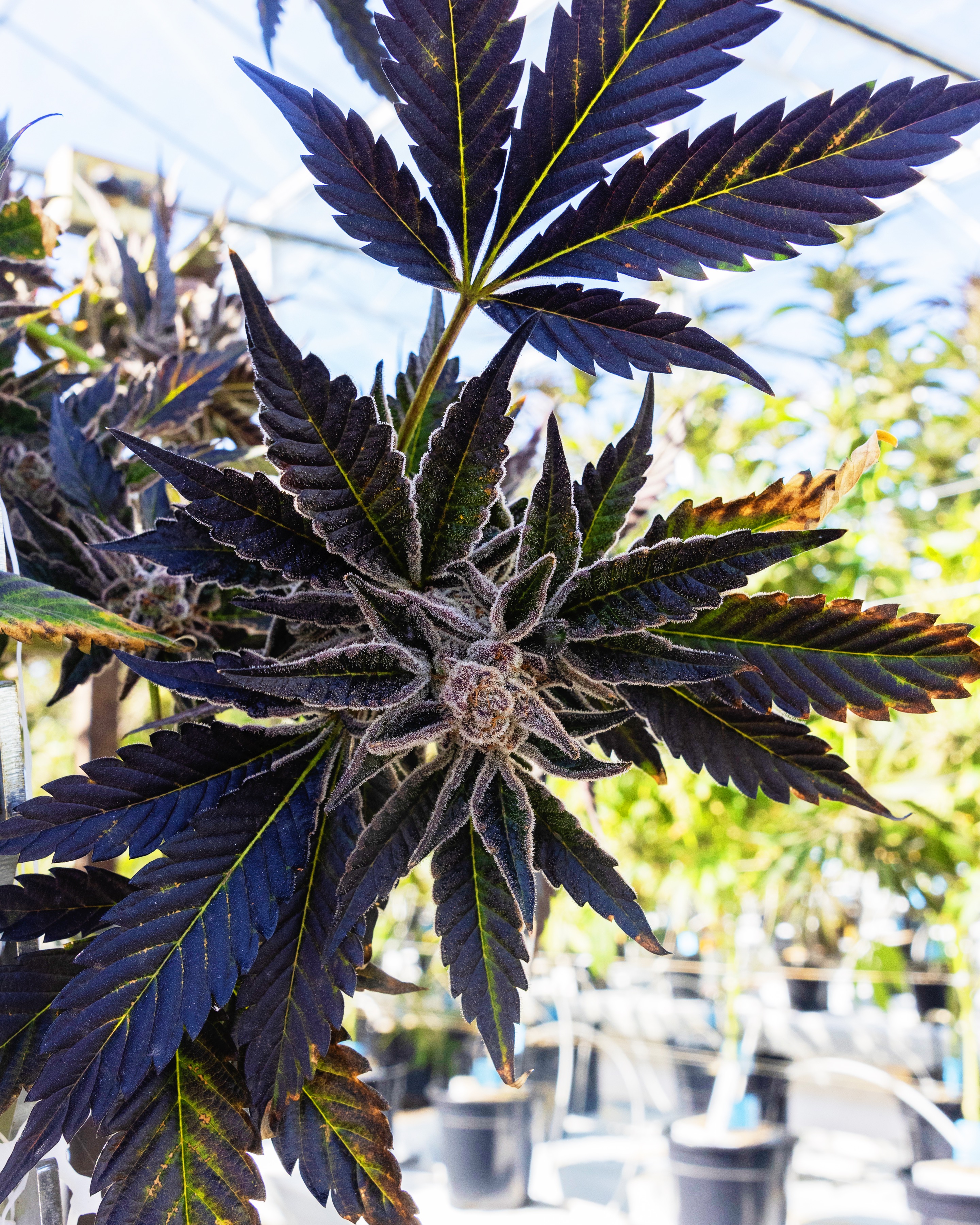 CULTIVATION-0428 - cannabis cultivation asset