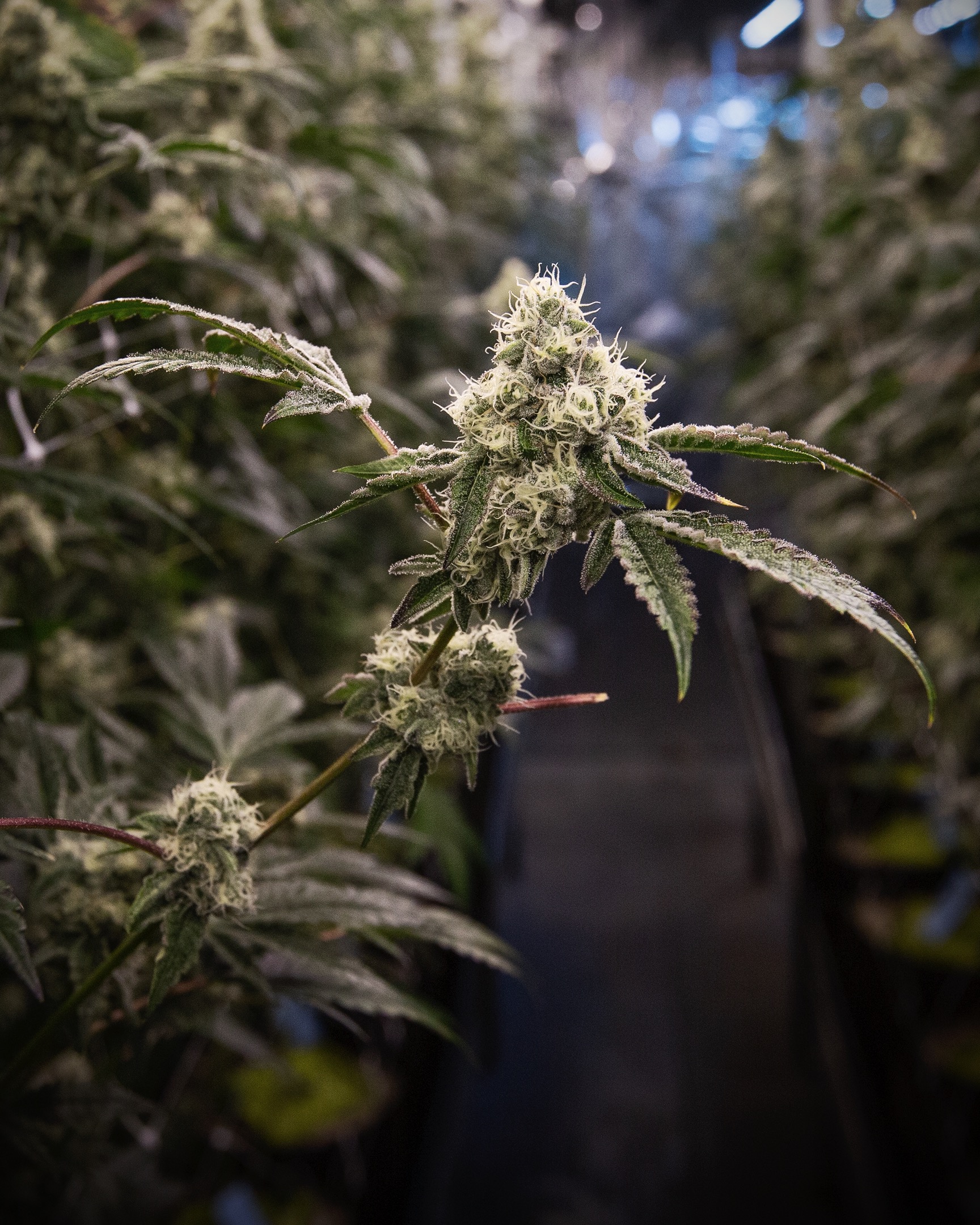 CULTIVATION-0427 - cannabis cultivation asset