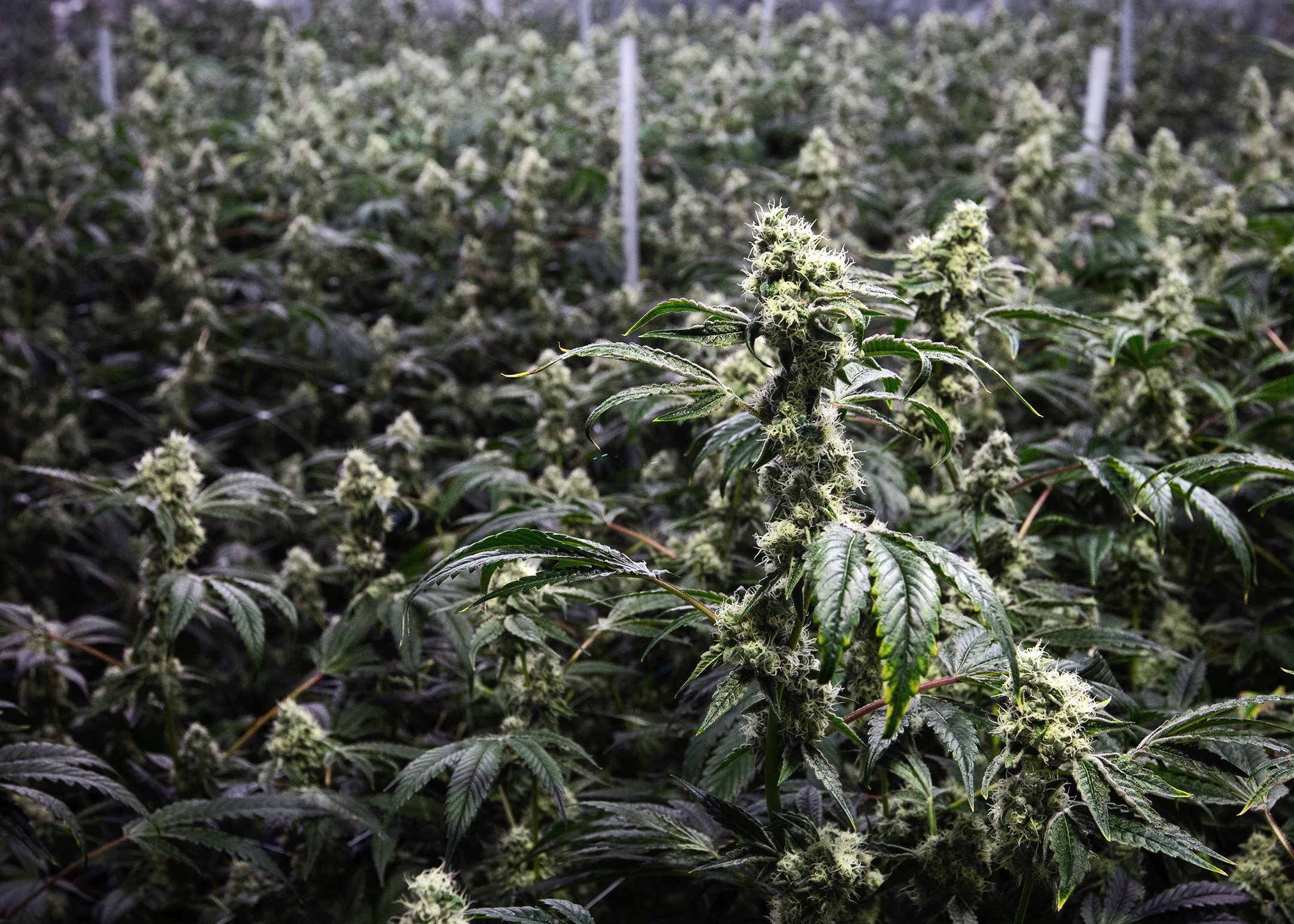 CULTIVATION-0426 - cannabis cultivation asset