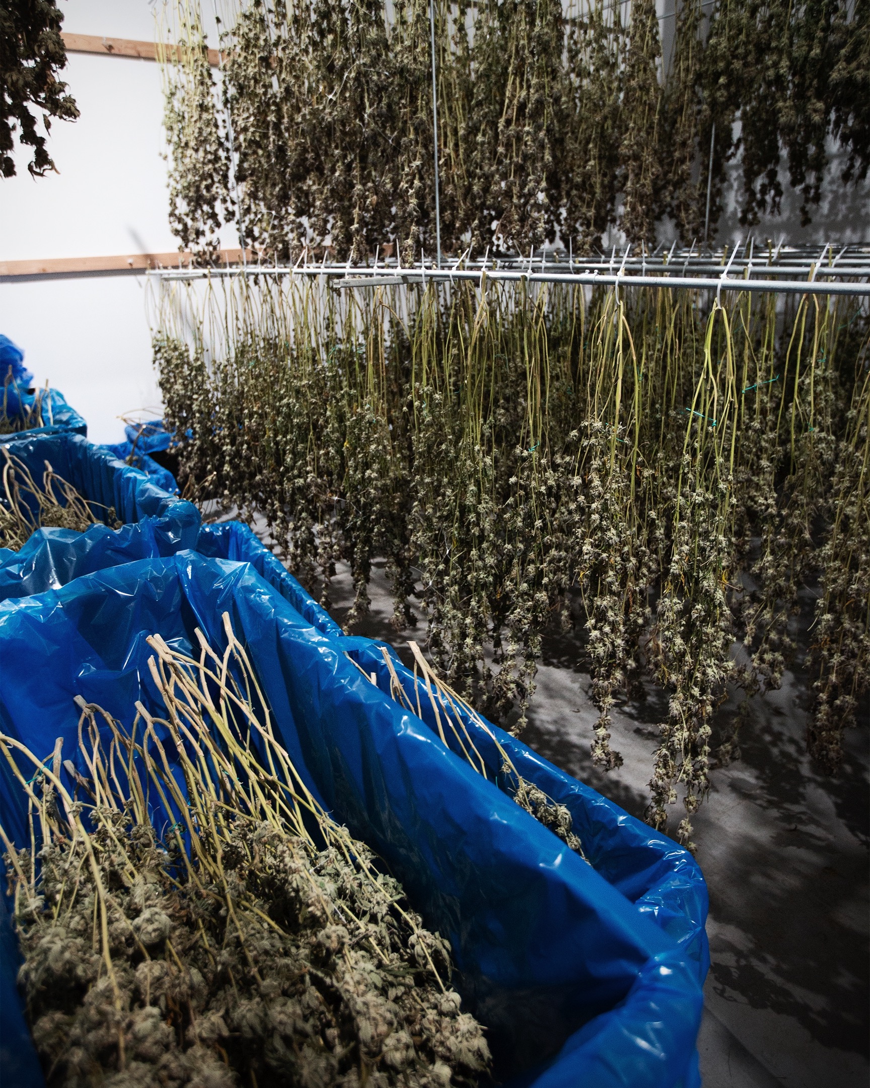 CULTIVATION-0468 - cannabis cultivation asset