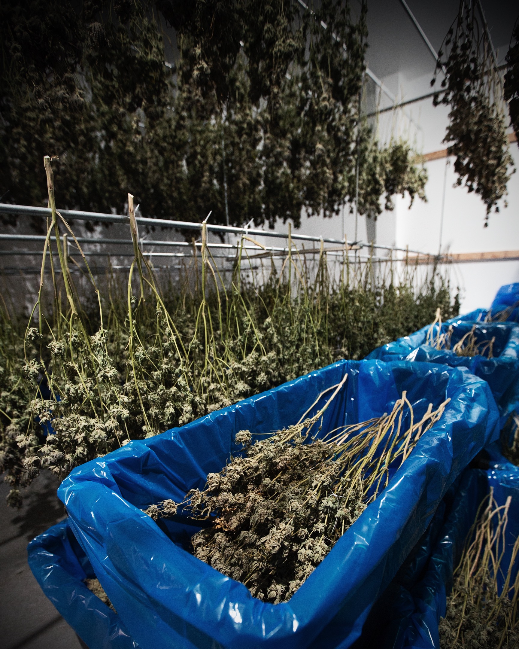 CULTIVATION-0467 - cannabis cultivation asset