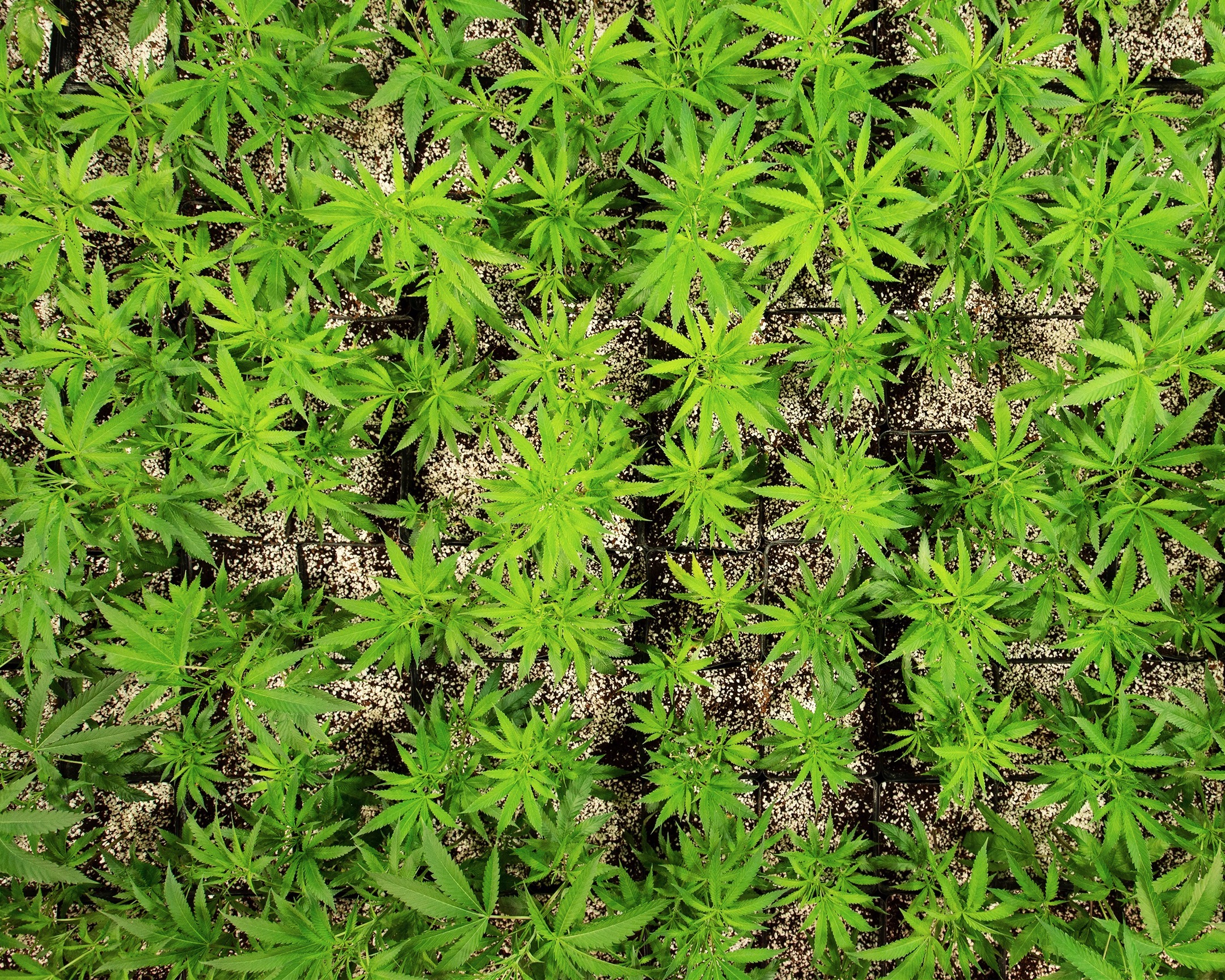 CULTIVATION-0425 - cannabis cultivation asset