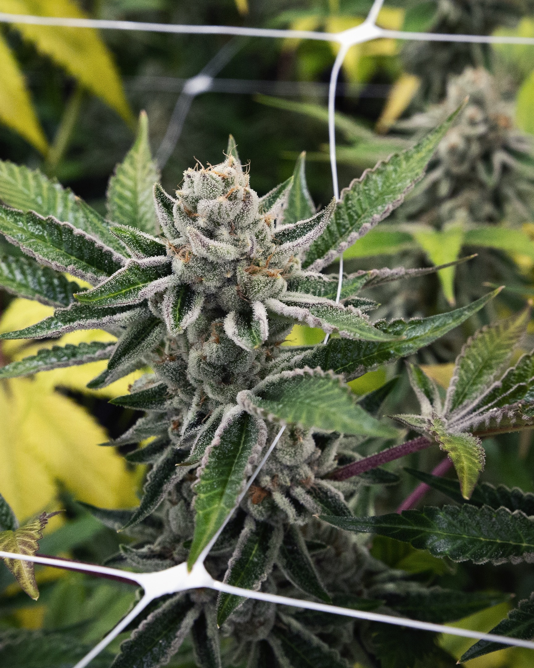 FLOWER-0584 - cannabis cultivation asset